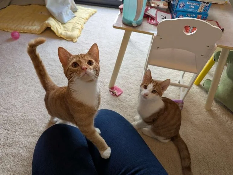 POV: you&rsquo;ve just signed up with The Cambridge Catsitter&hellip;

&hellip;and your first update looks like this 🧡

Safe, settled, and already completely obsessed with their sitter 🥹