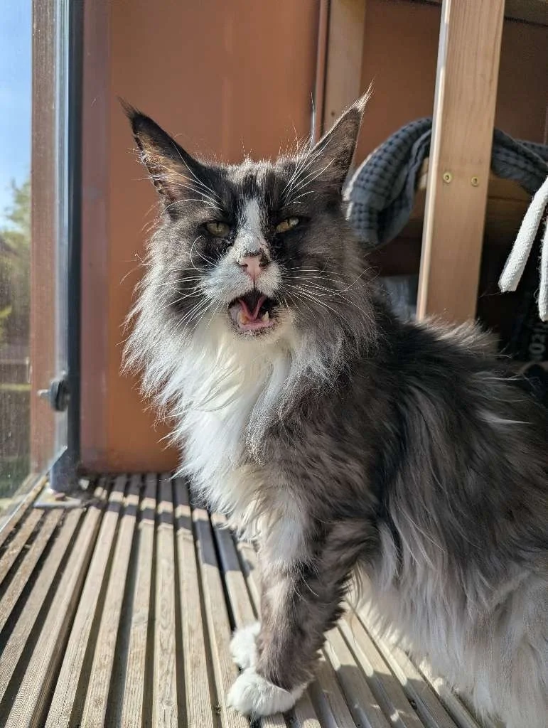 A few recent faces from the drafts&hellip; 😻 balcony lounging, sock sniffing, dramatic shouting, bath supervising, playtime chaos, giant drinks of water, little nose nudges, mid-yawn moments, and the occasional tongue-out pose for the camera ✨