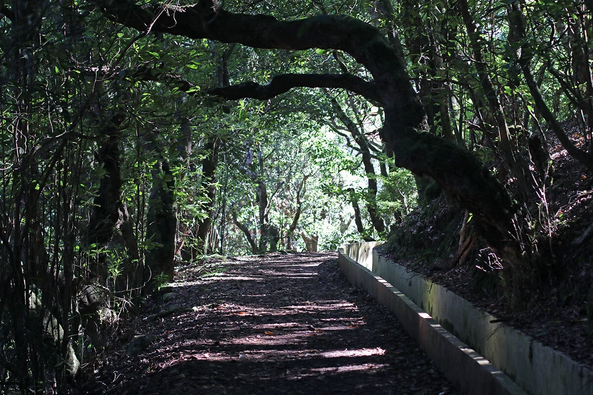 Into the forest and away from the edge...