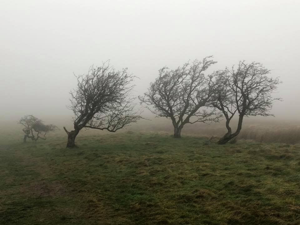 Wind-swept trees on Binsey