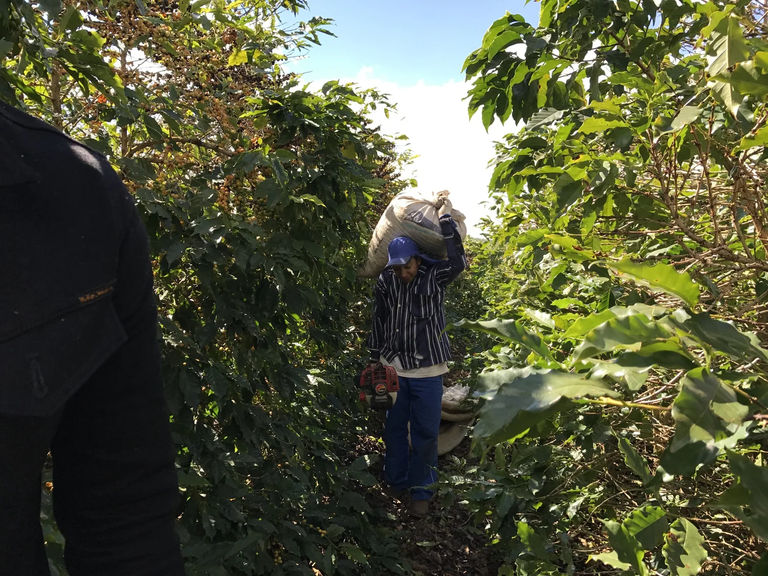 How is coffee made? — Coffee DRs Hornsby