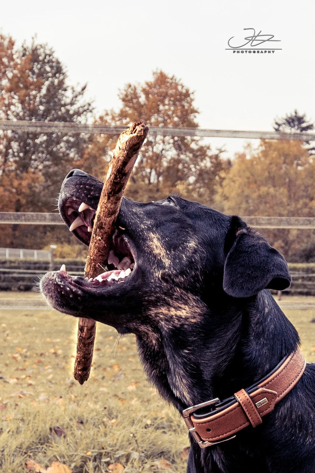 Tierfreude trifft auf Benz