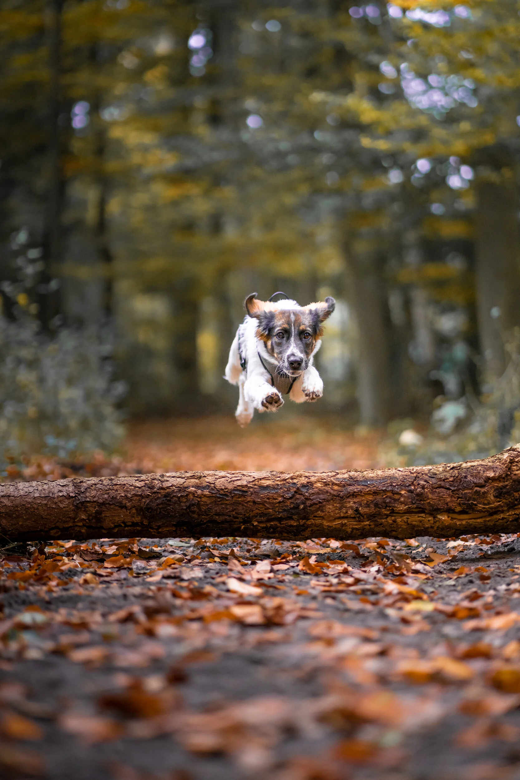 Der beste Freund des Menschen