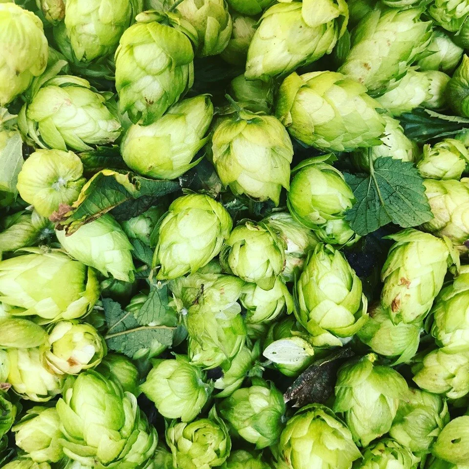 hops in harvest bucket.jpg