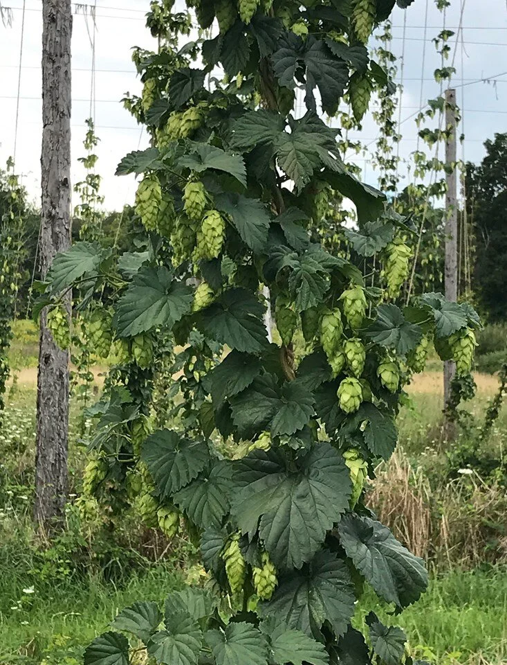 hops on coir.jpg