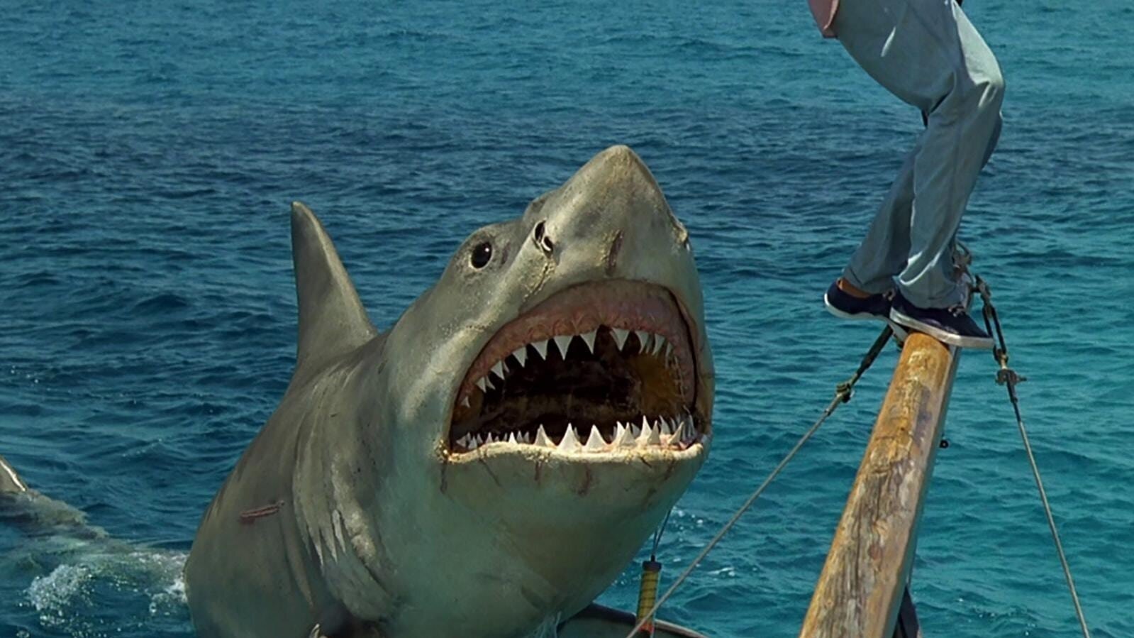 Нападение акул в турции
