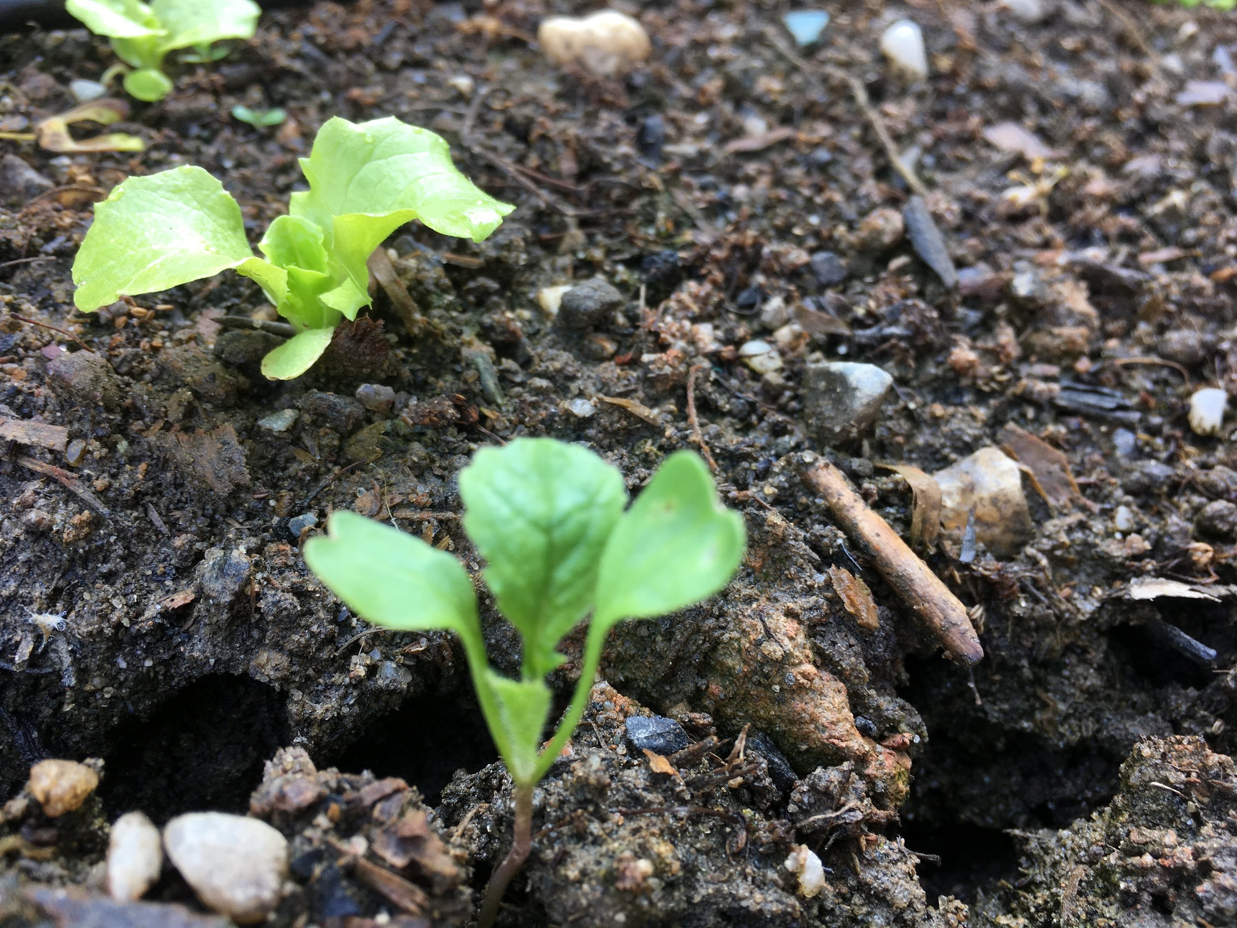 Bibb lettuce