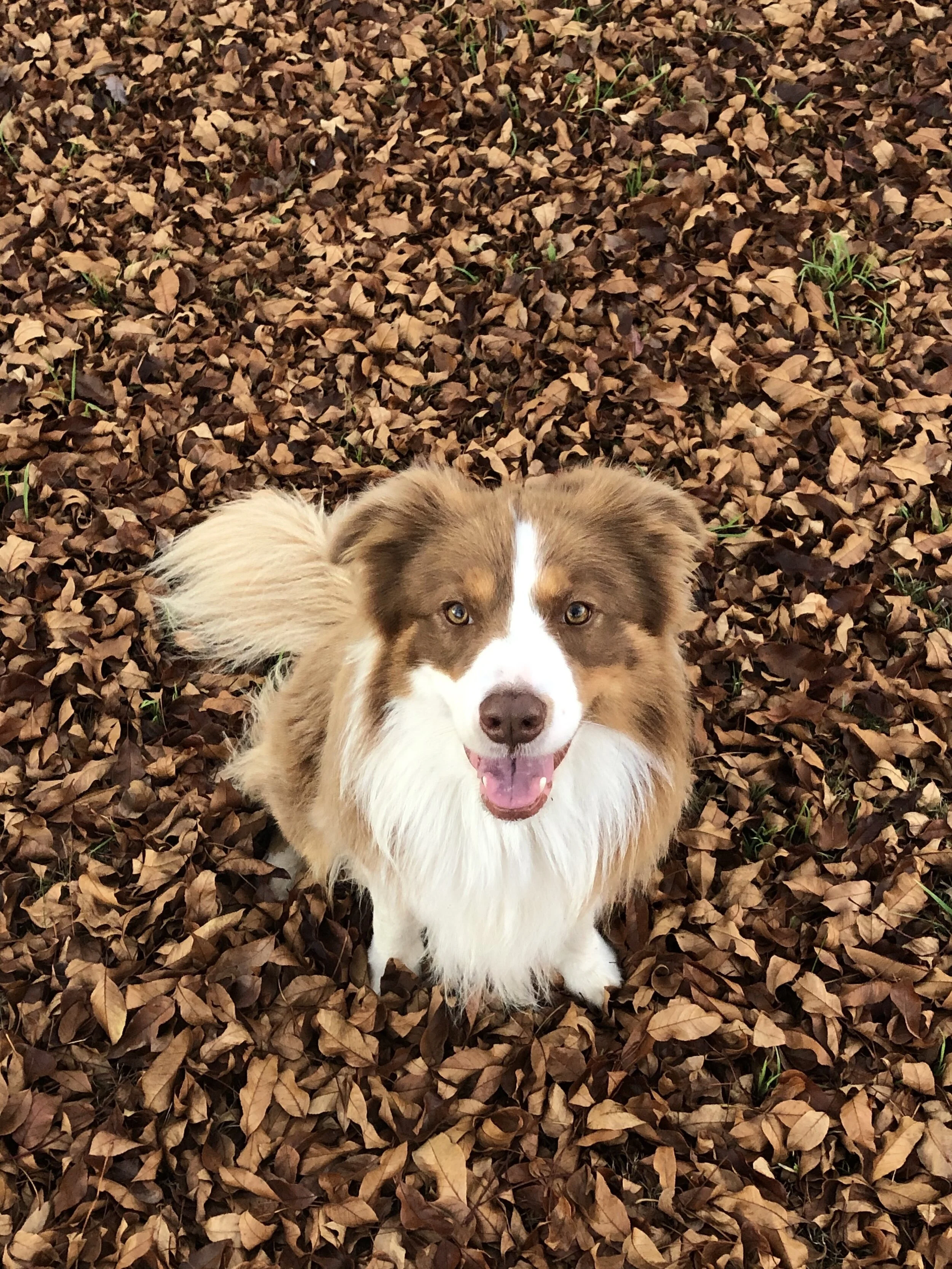 Autumn . Leaves
