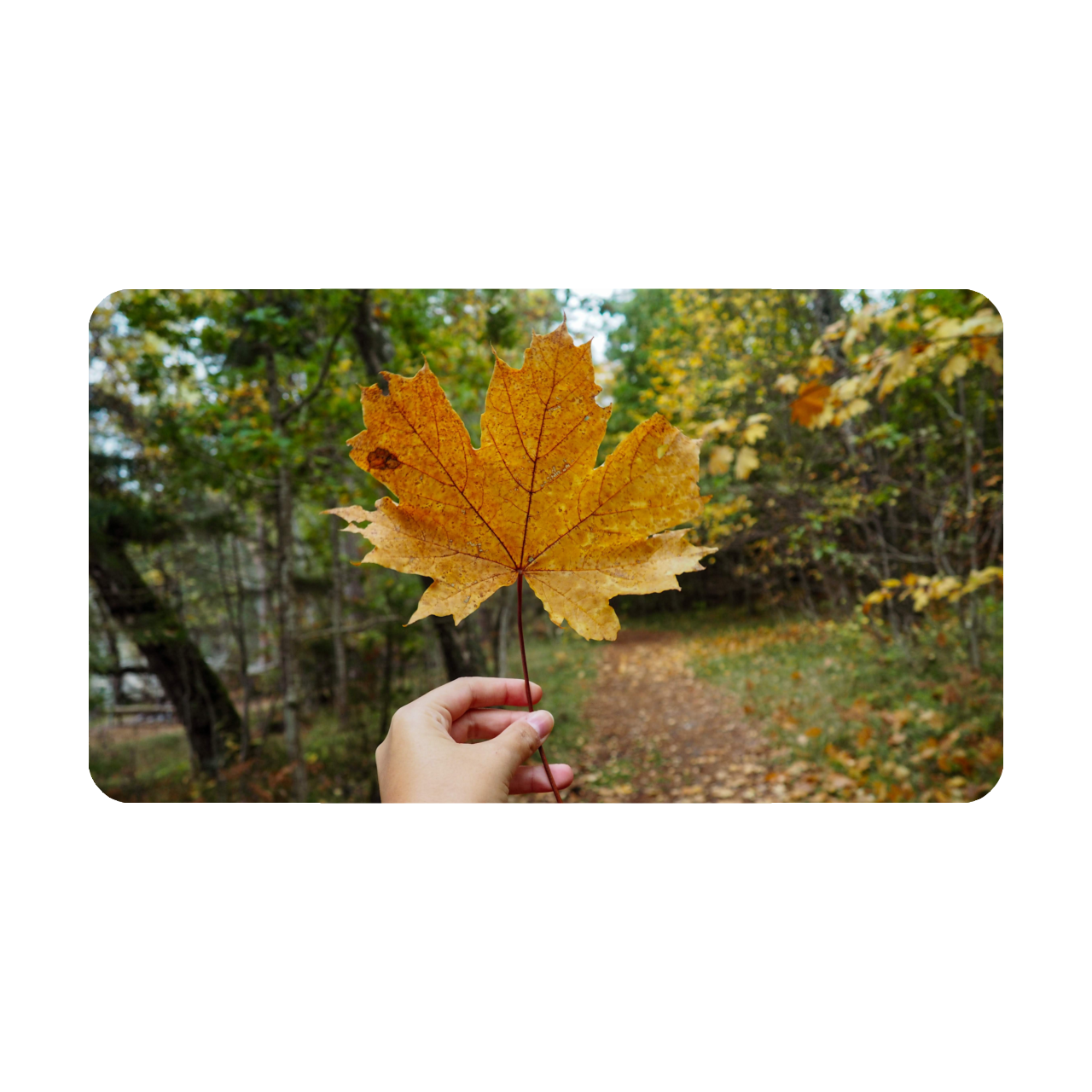 Fun Virtual Event for the teams of Cabinetwork Group