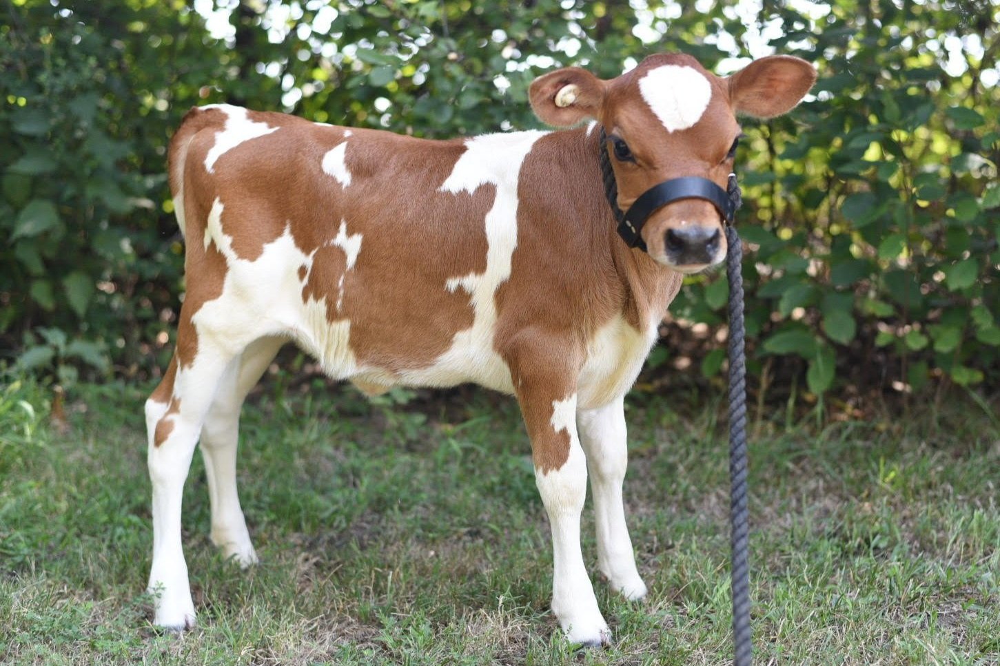 Rosewood Farm KC - Miniature Jersey Cows, Heifers and Bulls