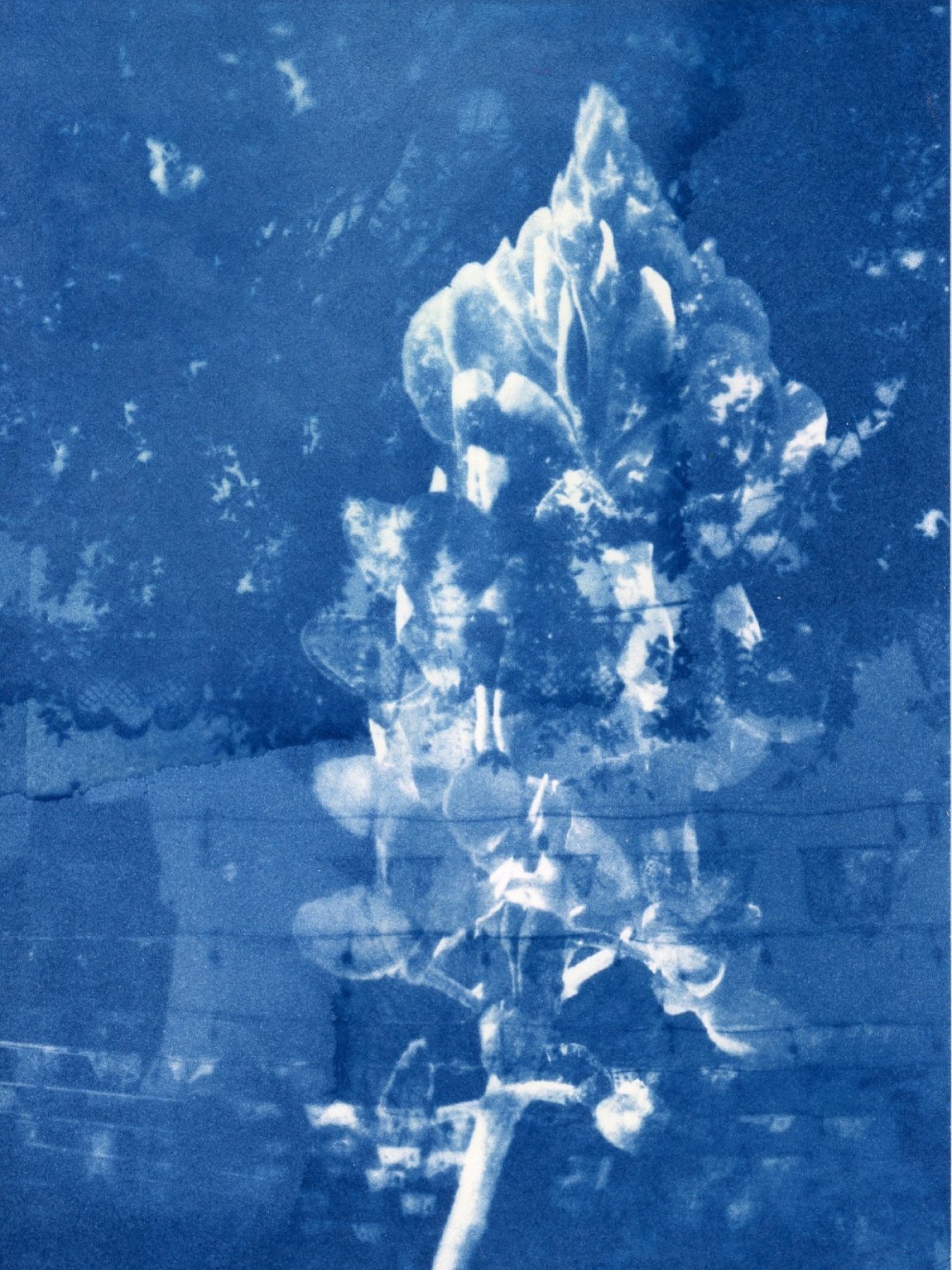 cyanotype011.jpg