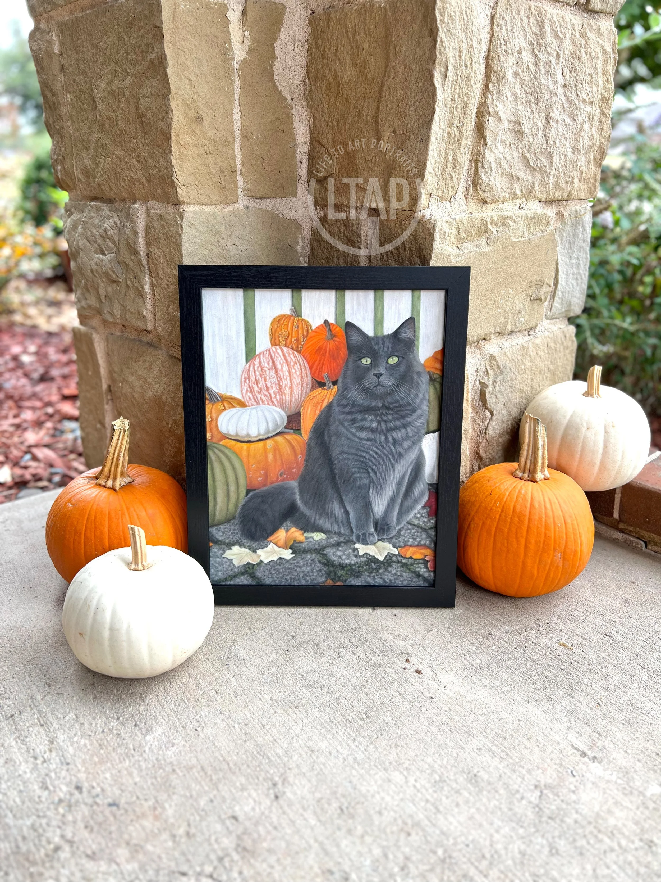 Autumn Kitty outside.JPEG