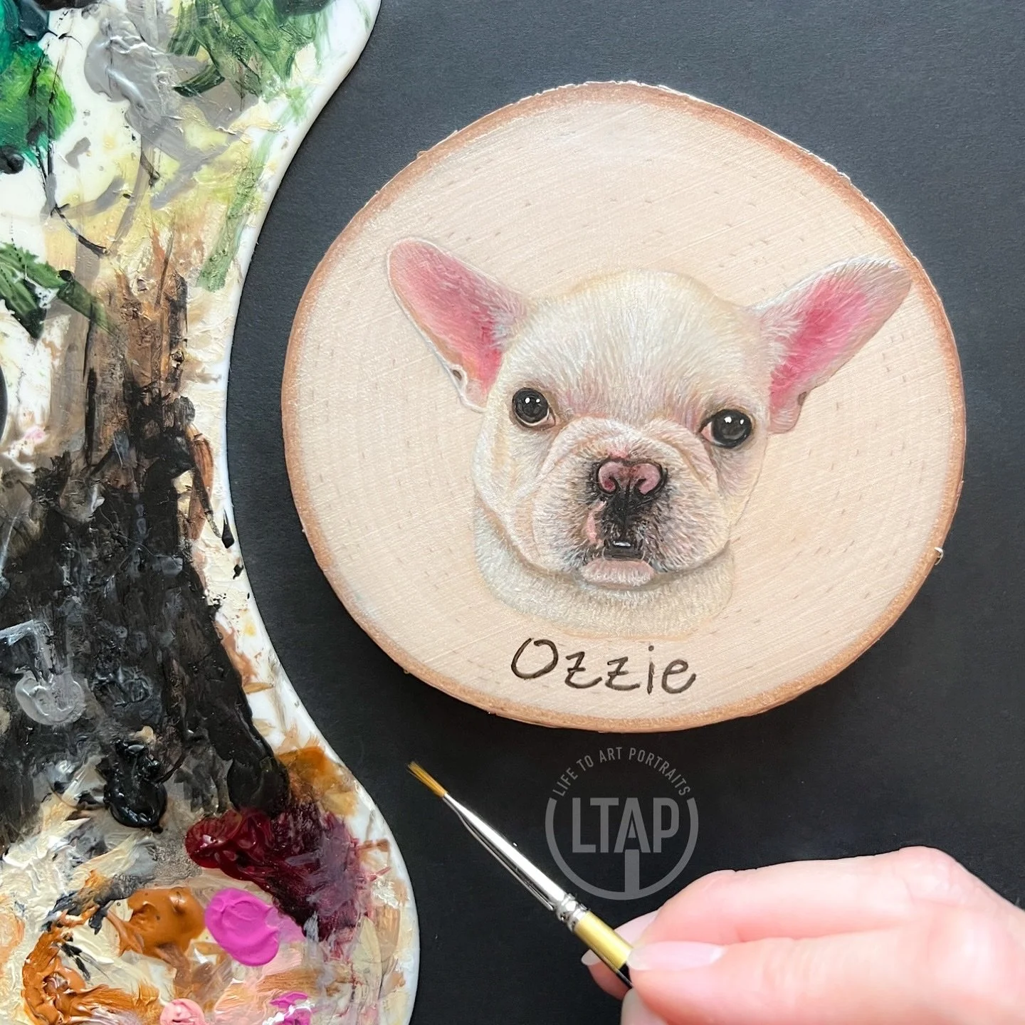 This is my latest little fella that I painted. Isn&rsquo;t he cute?? 

Acrylic on 4&rdquo; birch wood slice 

#RealismPainting 
#RealismArtist 
#Frenchiepup
#frenchiedaily
#petportraitsofinstagram 
#petportraiture 
#WoodSlicePainting 
#woodslice 
#ma