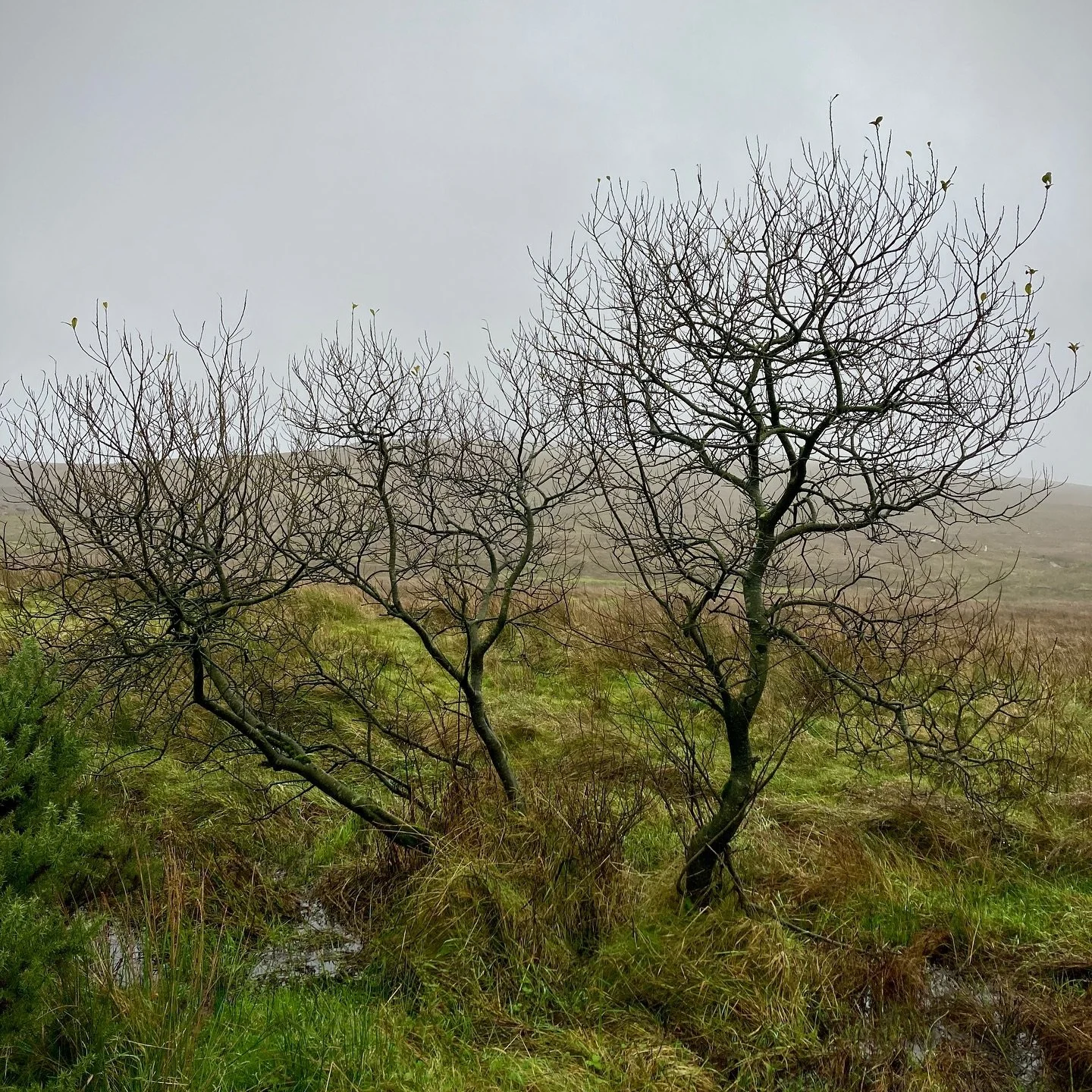 A soft day mooching on Divis and Black Mountain with my Da, reminiscing about people and places from his childhood on the Falls Road when it was dotted with farms, and looking for relatives buried in Milltown