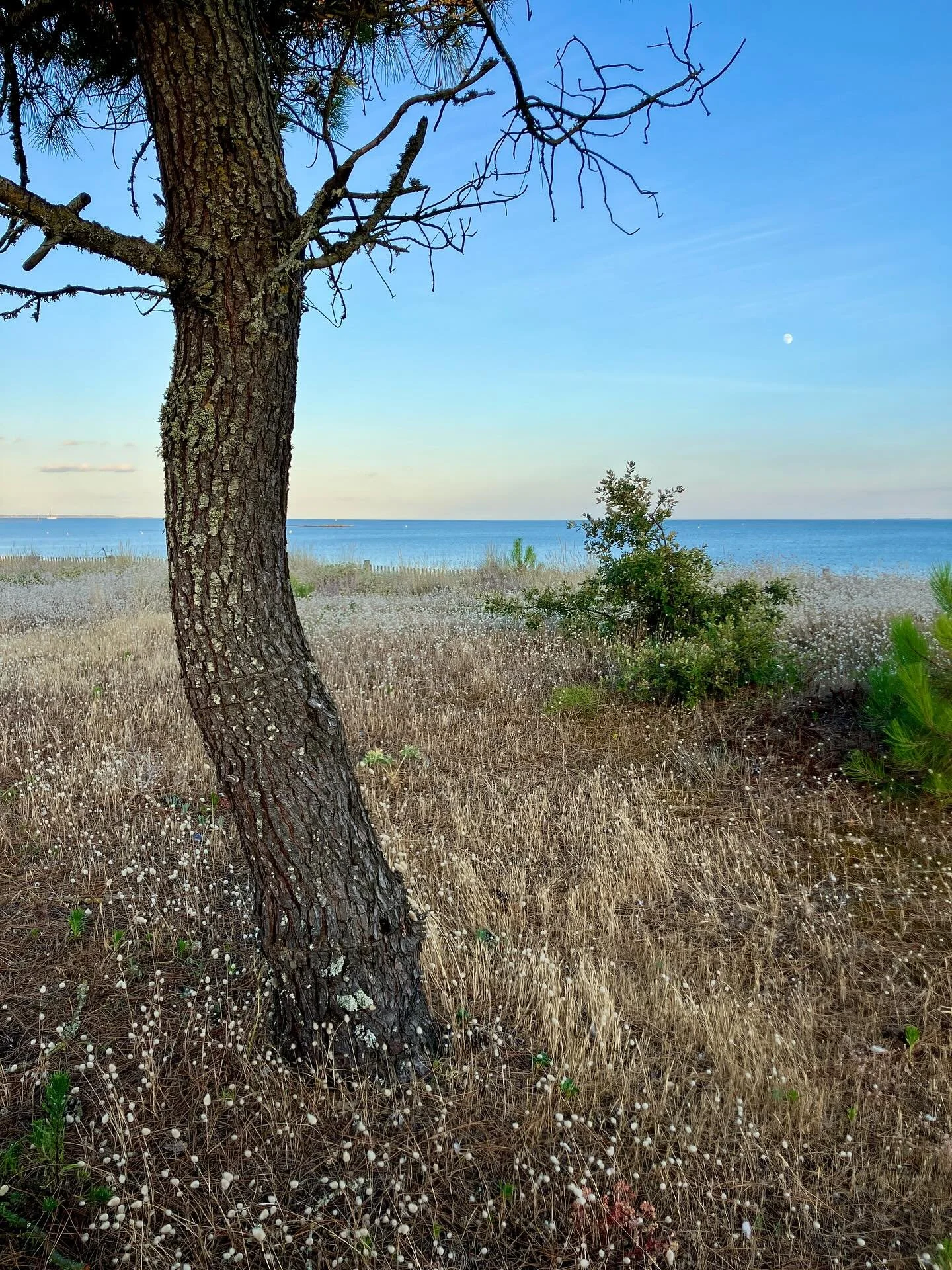 Beautiful Bretagne&hellip;💙 Salty skin, oysters, moules frites, swimming in the Atlantic, sand in everything, fireworks, megaliths, jasmine, pine, so many books (really loved Isabella Hammad&rsquo;s Enter Ghost🇵🇸), an unexpected conversation in Ir