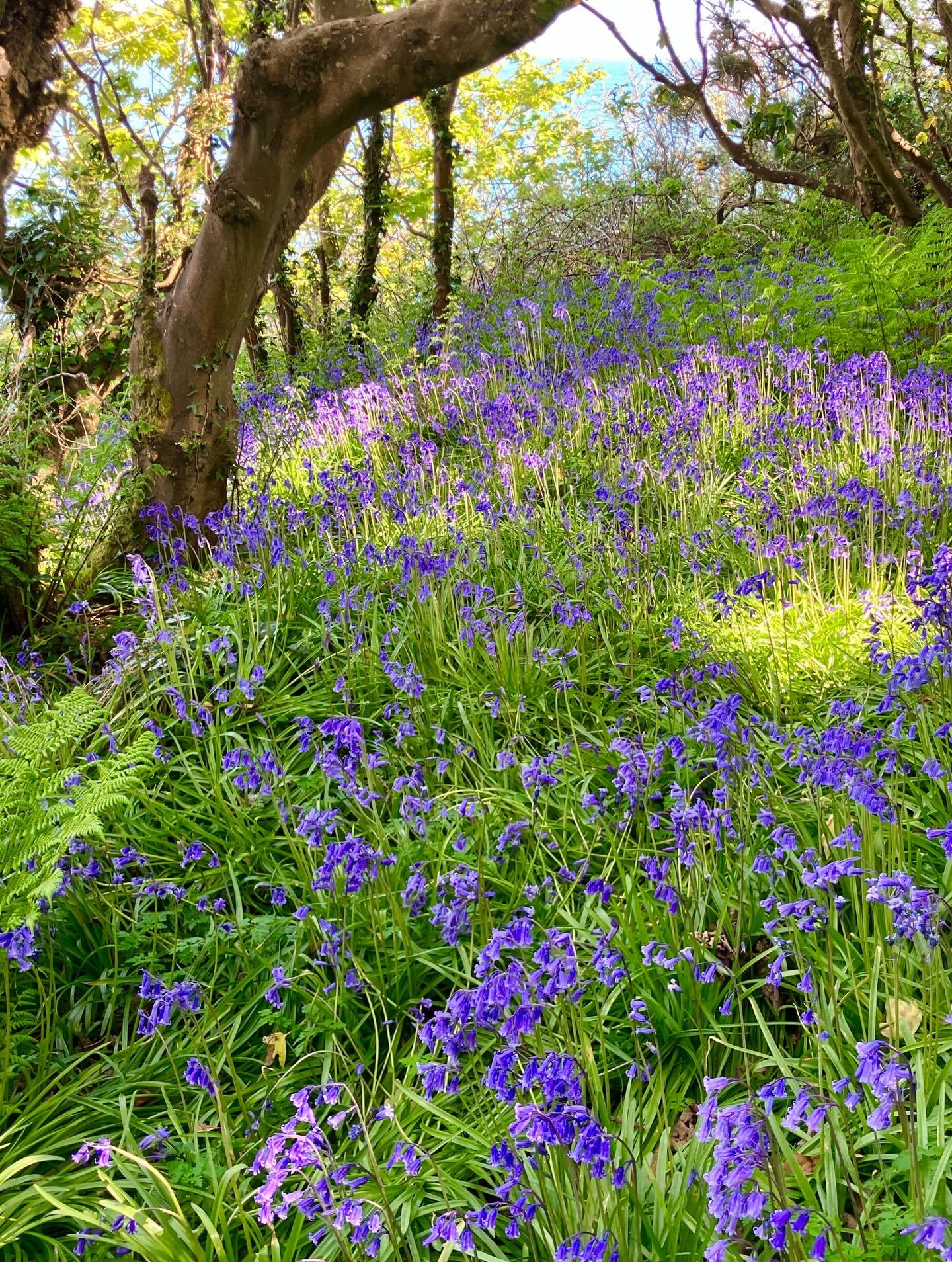 Stopped in my tracks by the bluebells