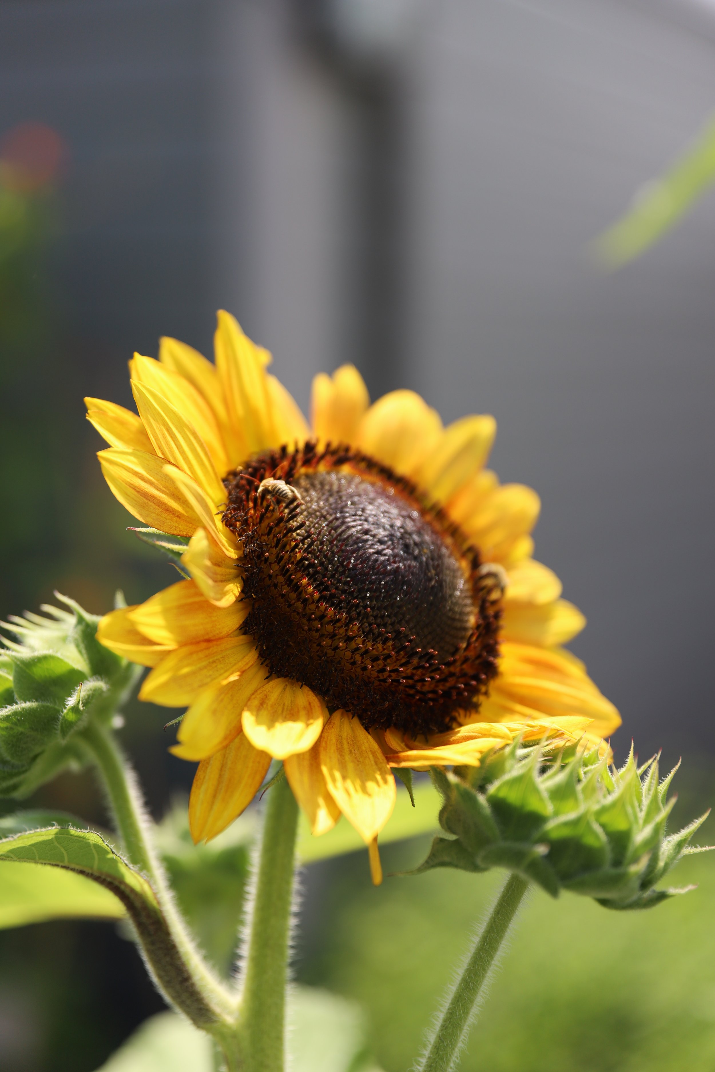 IMG_3028 Bee in sunflower.JPG