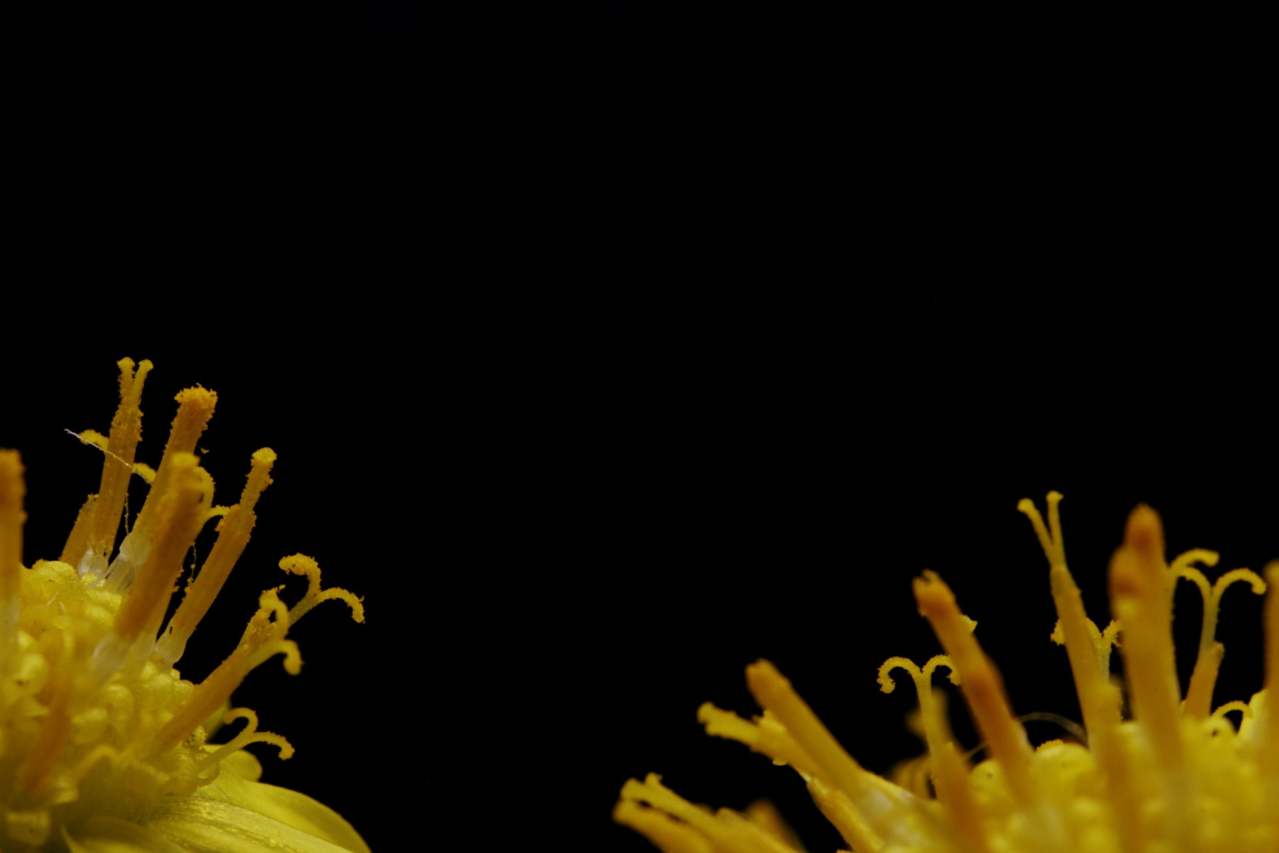 5 Supplements for Seasonal Allergies