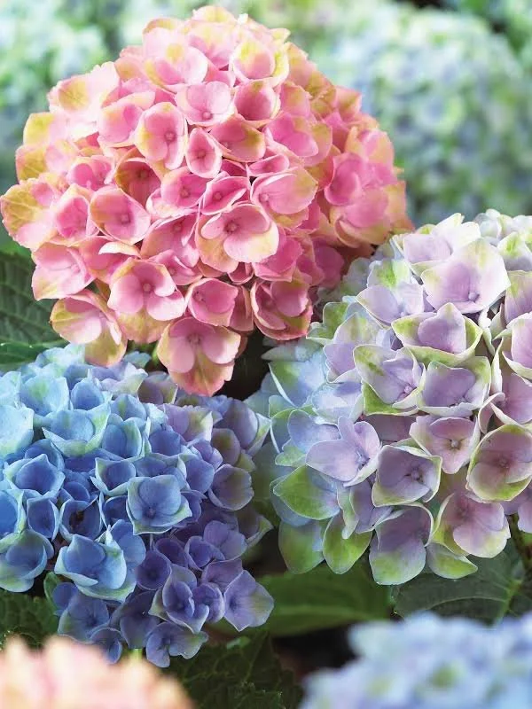Gallery 3 — Gatehouse Blooms