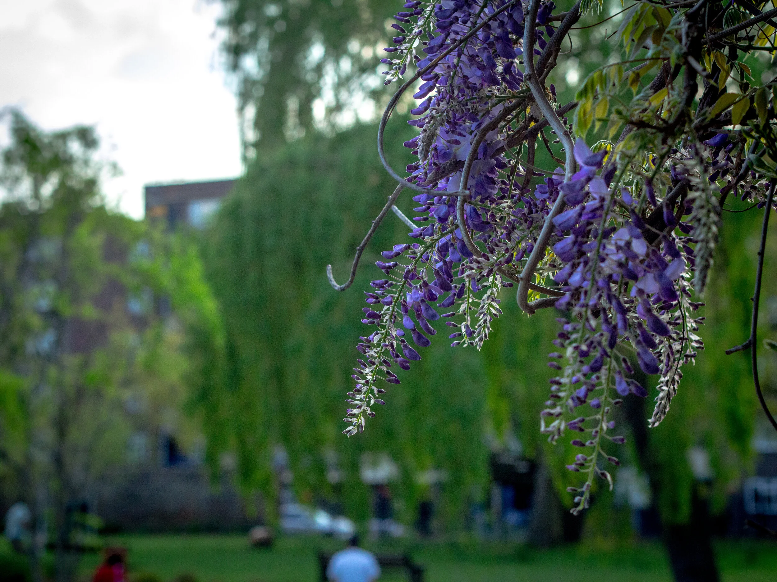 _MG_3484.jpg