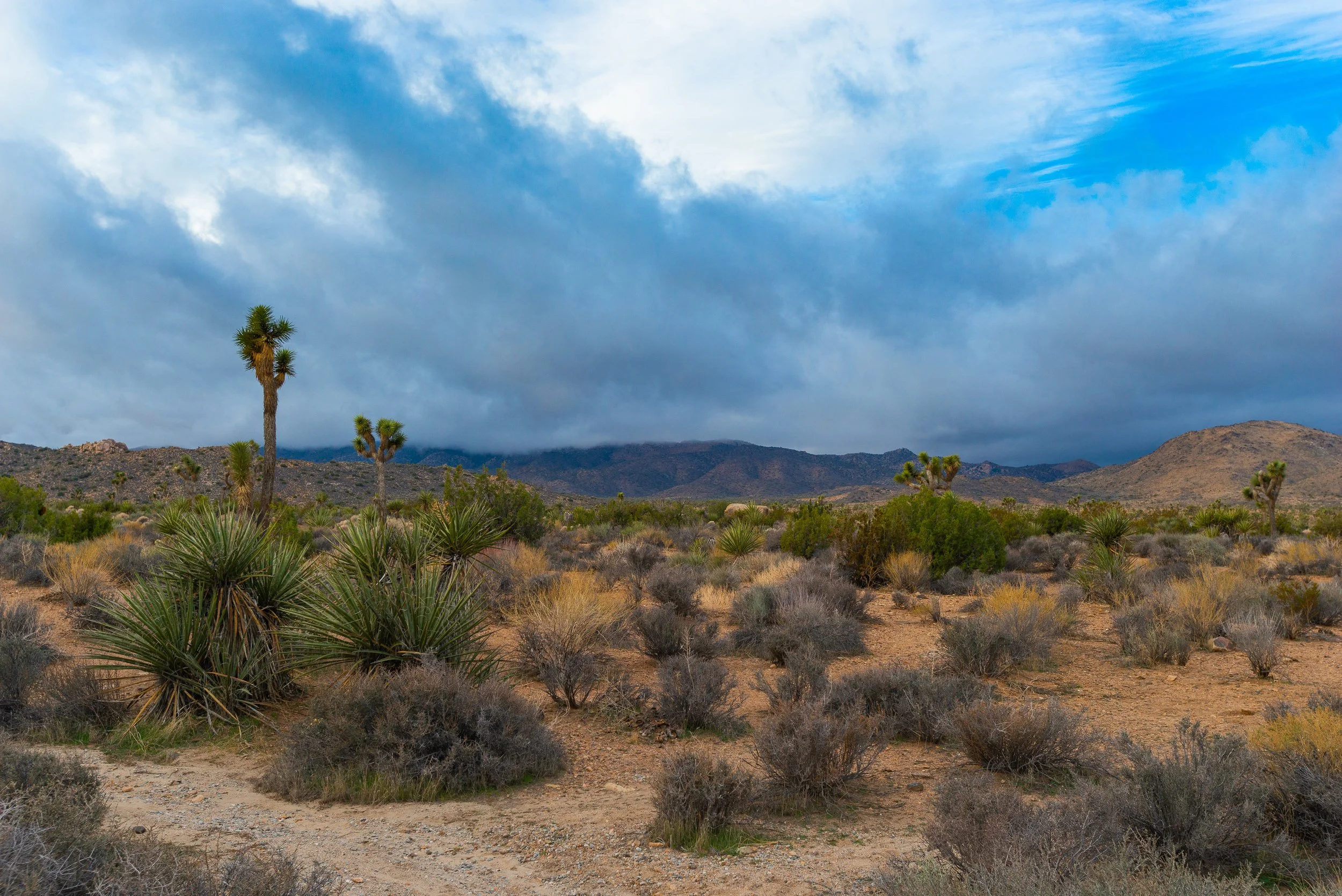 Joshua Tree National Park, California