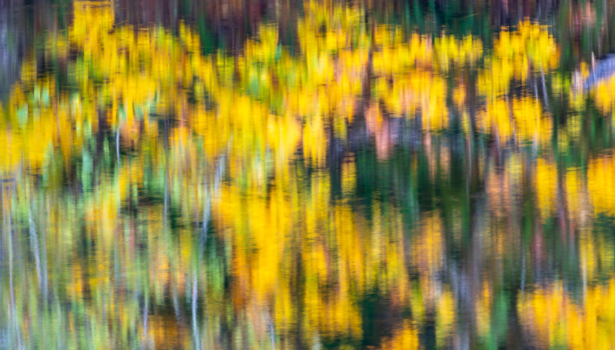 Vine maples reflected in pond, Olympic Peninsula