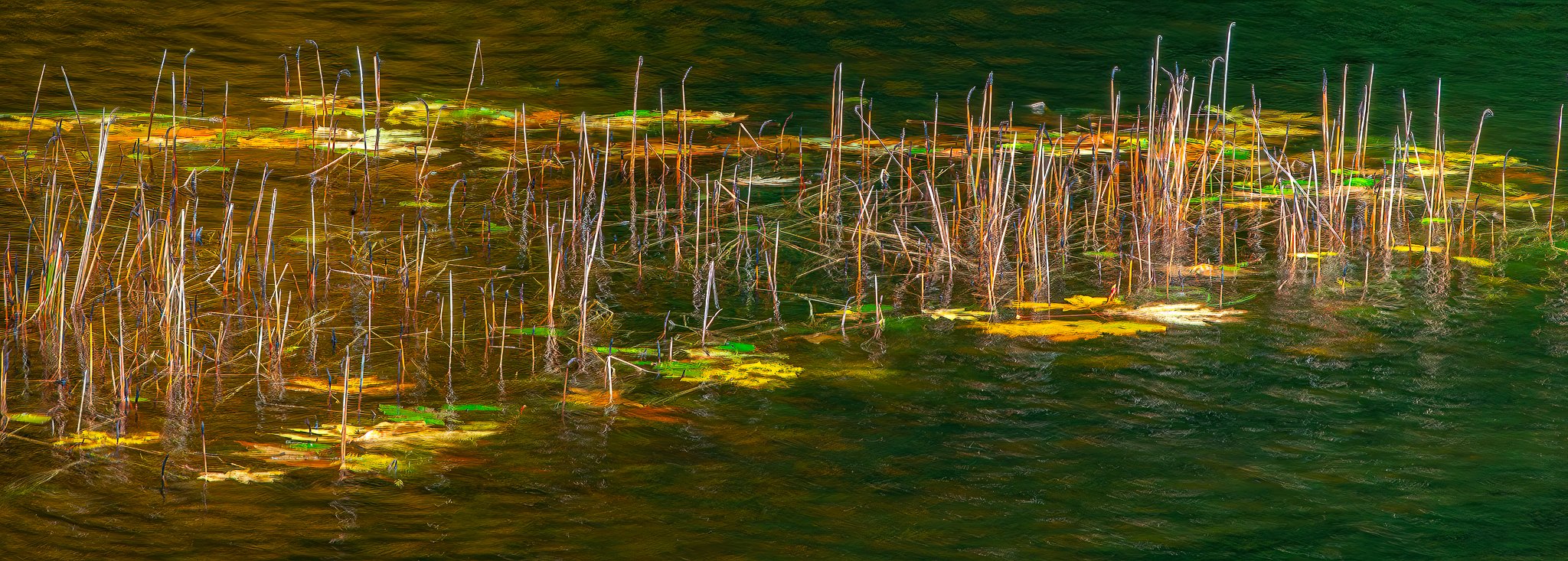 Reeds and lily pads, Olympic Peninsula