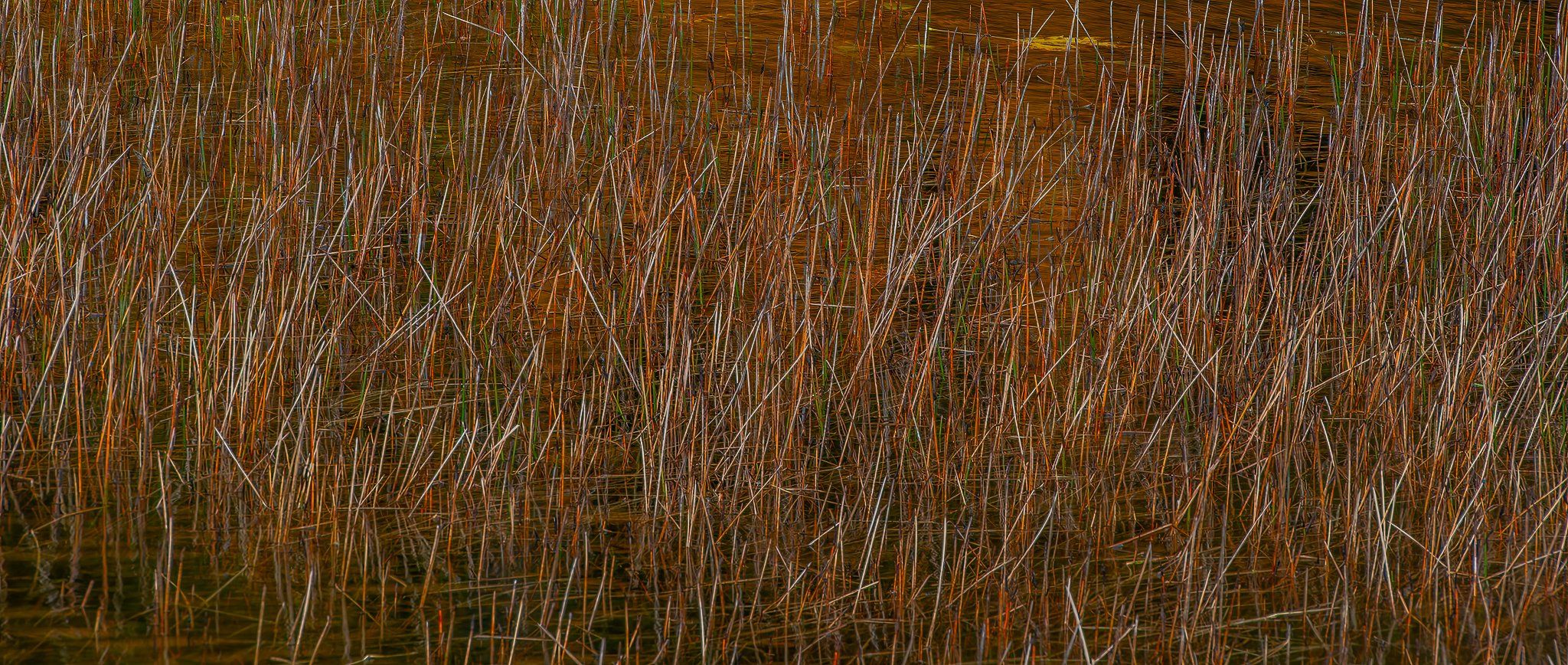 Reeds