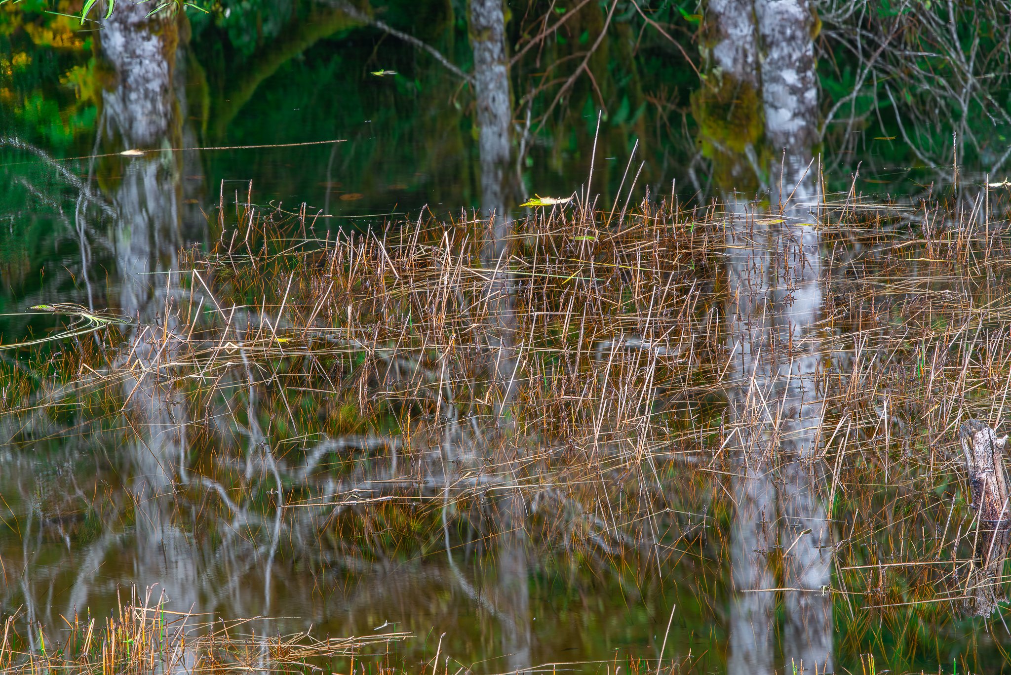 Alders reflected in pond, Olympic Peninsula