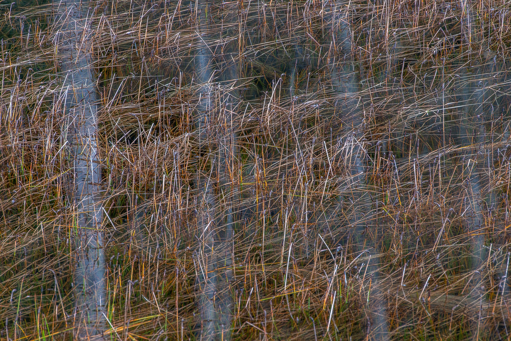 Alders reflected in pond with reeds, Olympic Peninsula
