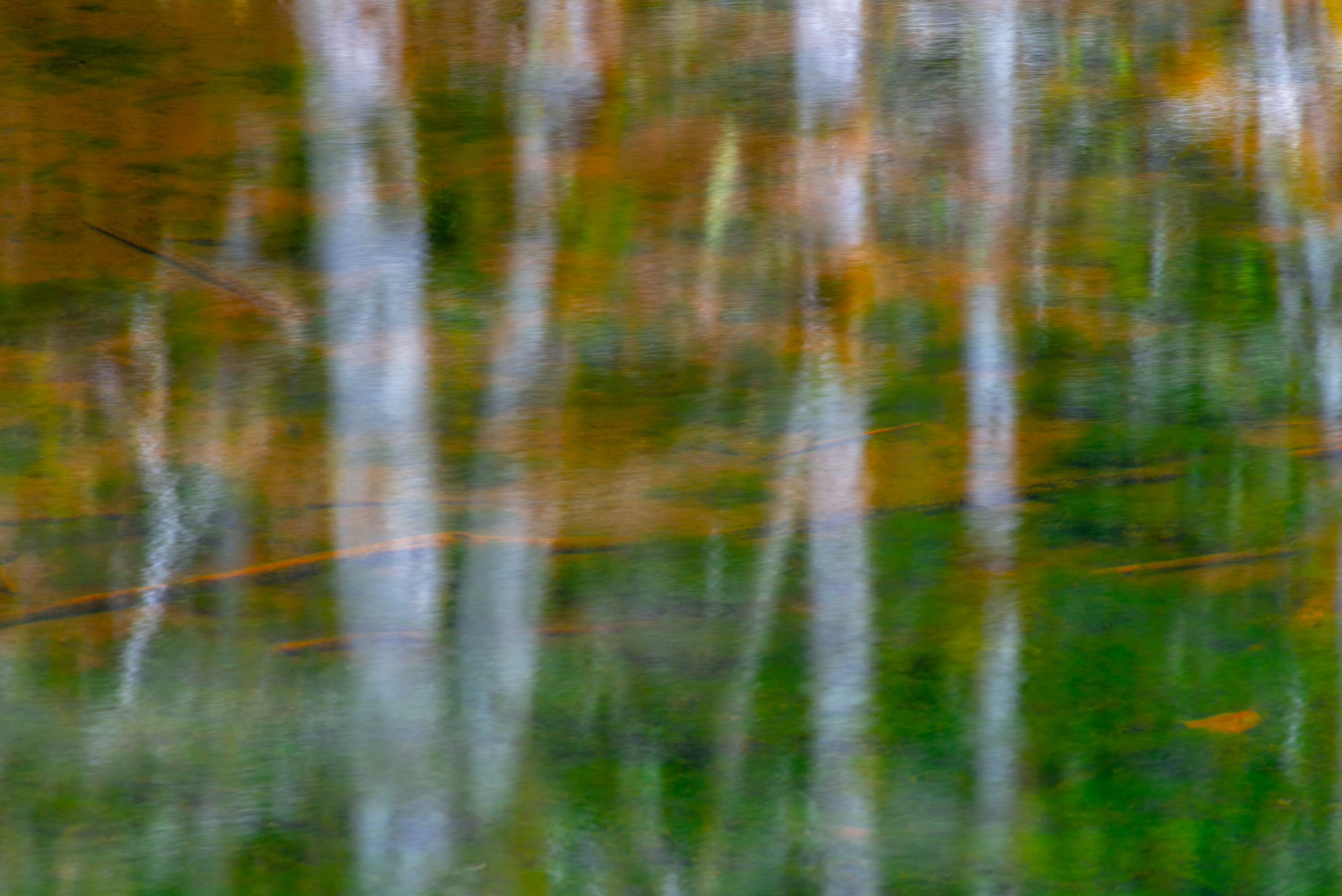 Alders reflected in pond, Olympic Peninsula, Washington