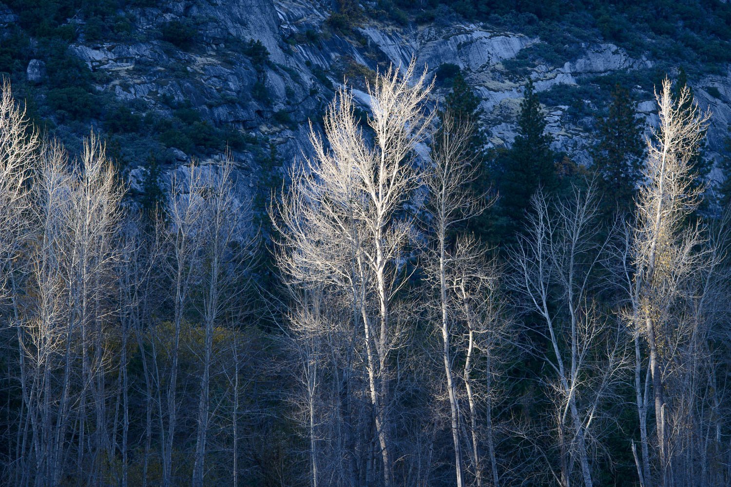 Skeleton cottonwoods, Yosemite Valley