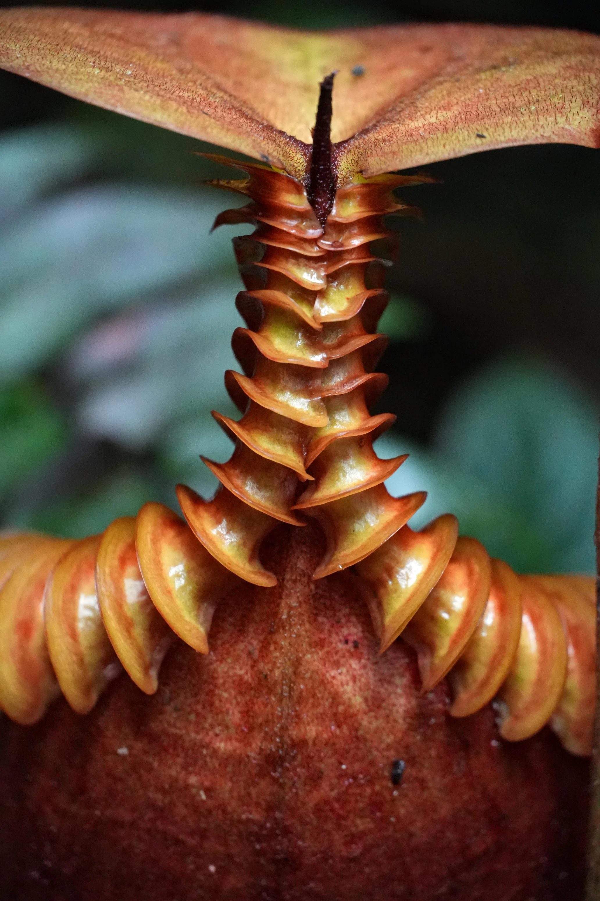 Nepenthes villosa - Rear Peristome