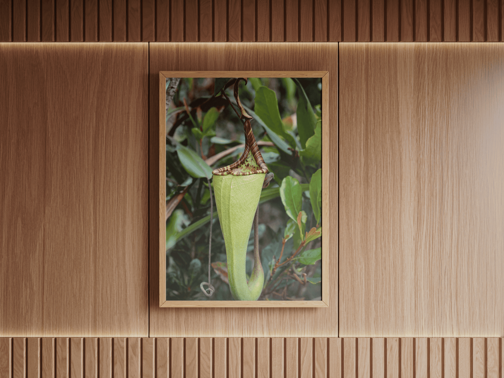 Nepenthes zakriana Mockup.png