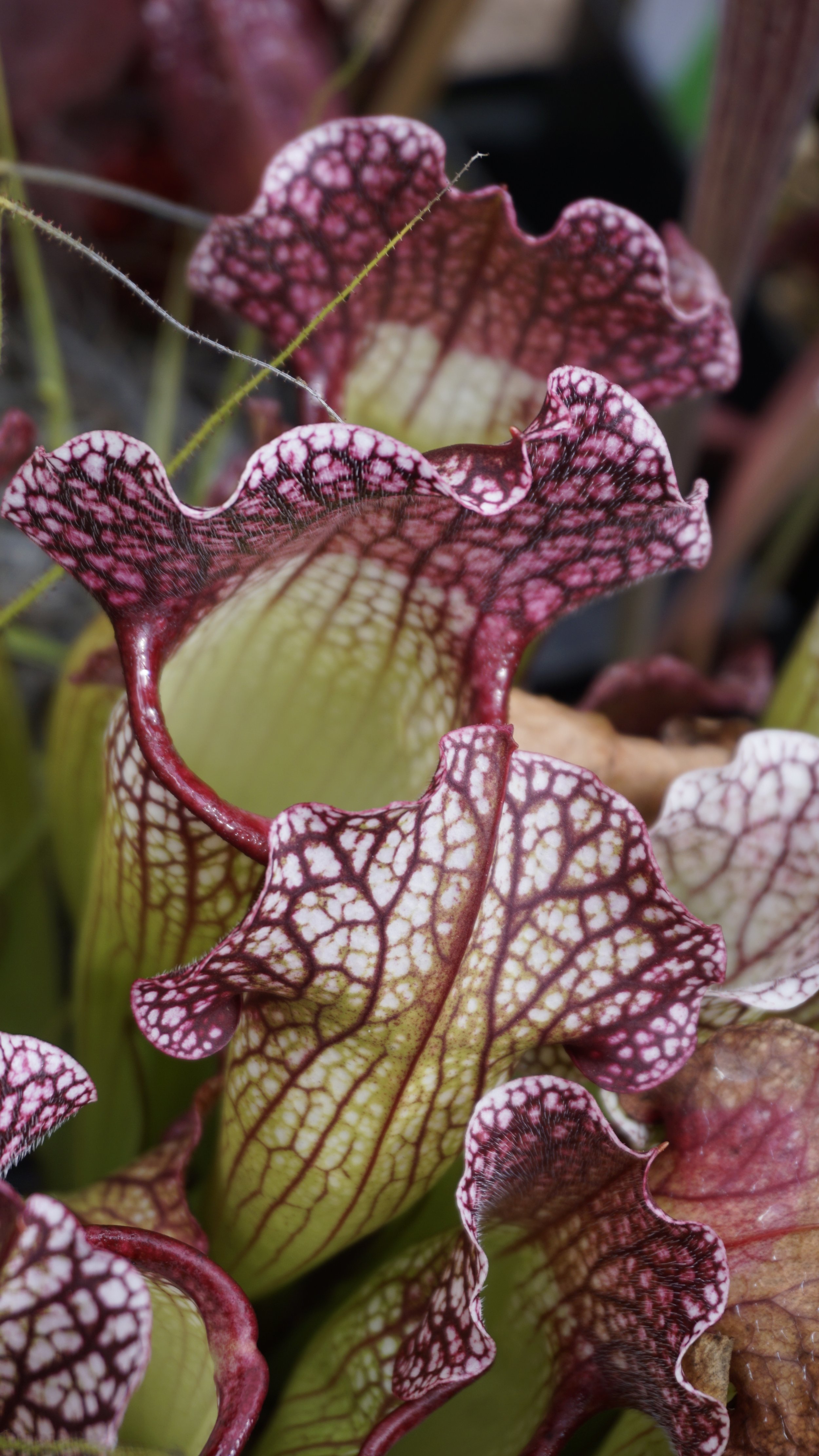 Sarracenia x 'It'