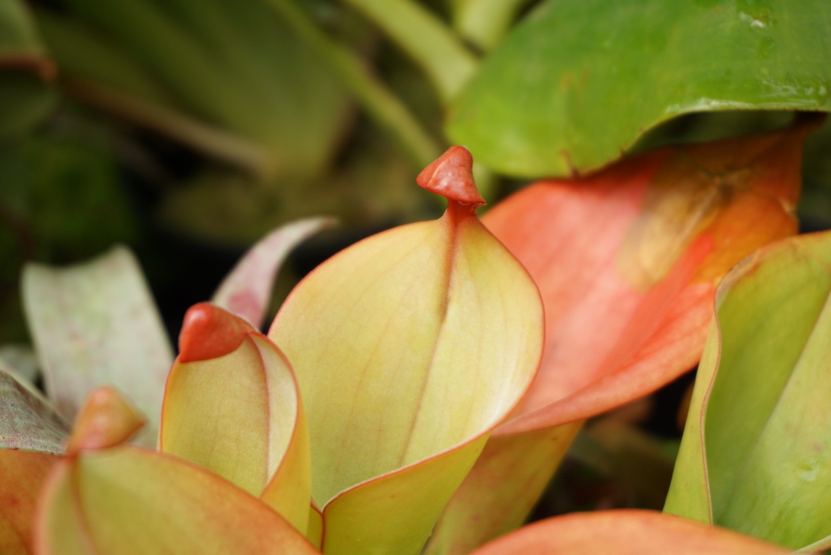 Heliamphora species