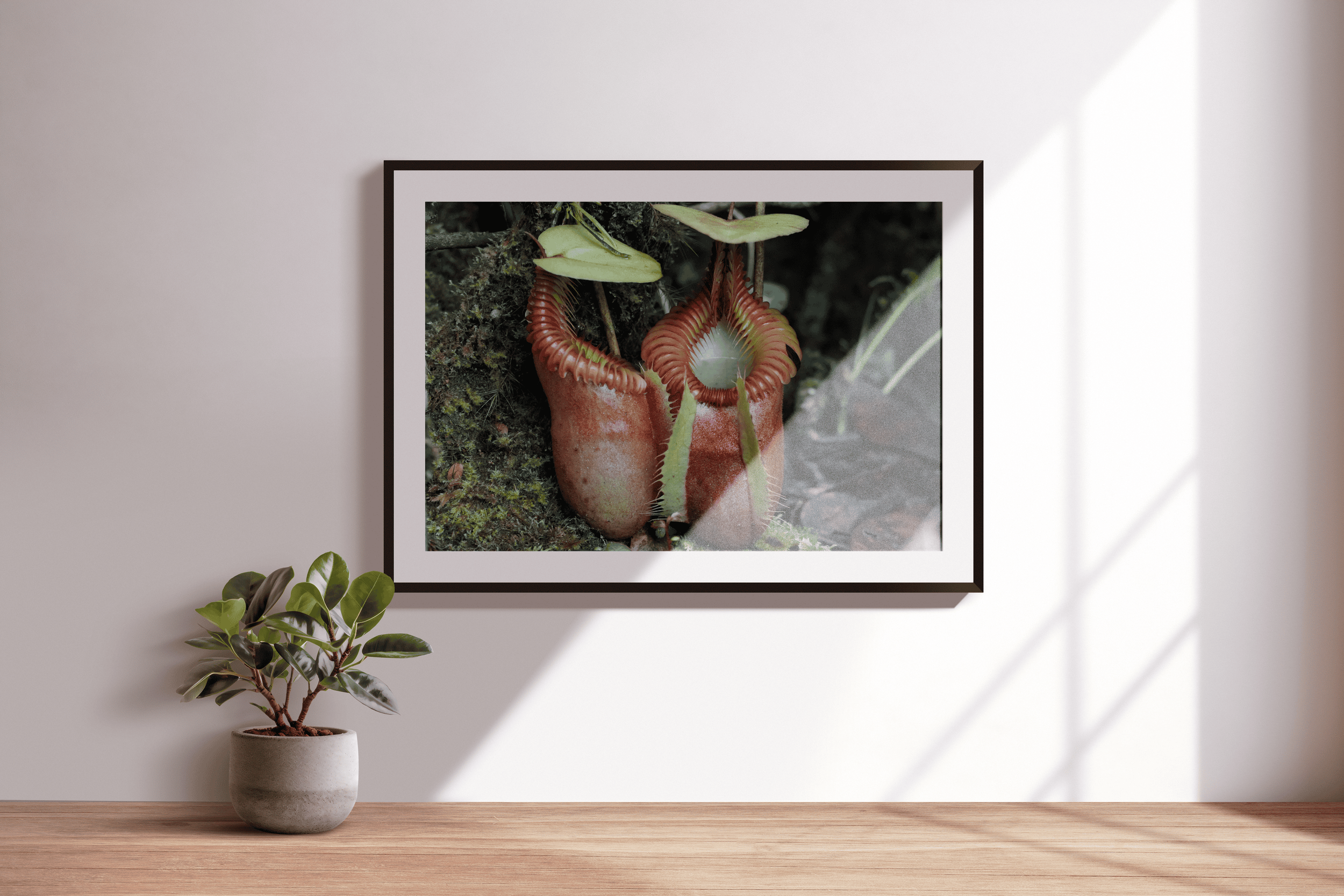 Nepenthes villosa - Pitcher Pair.png