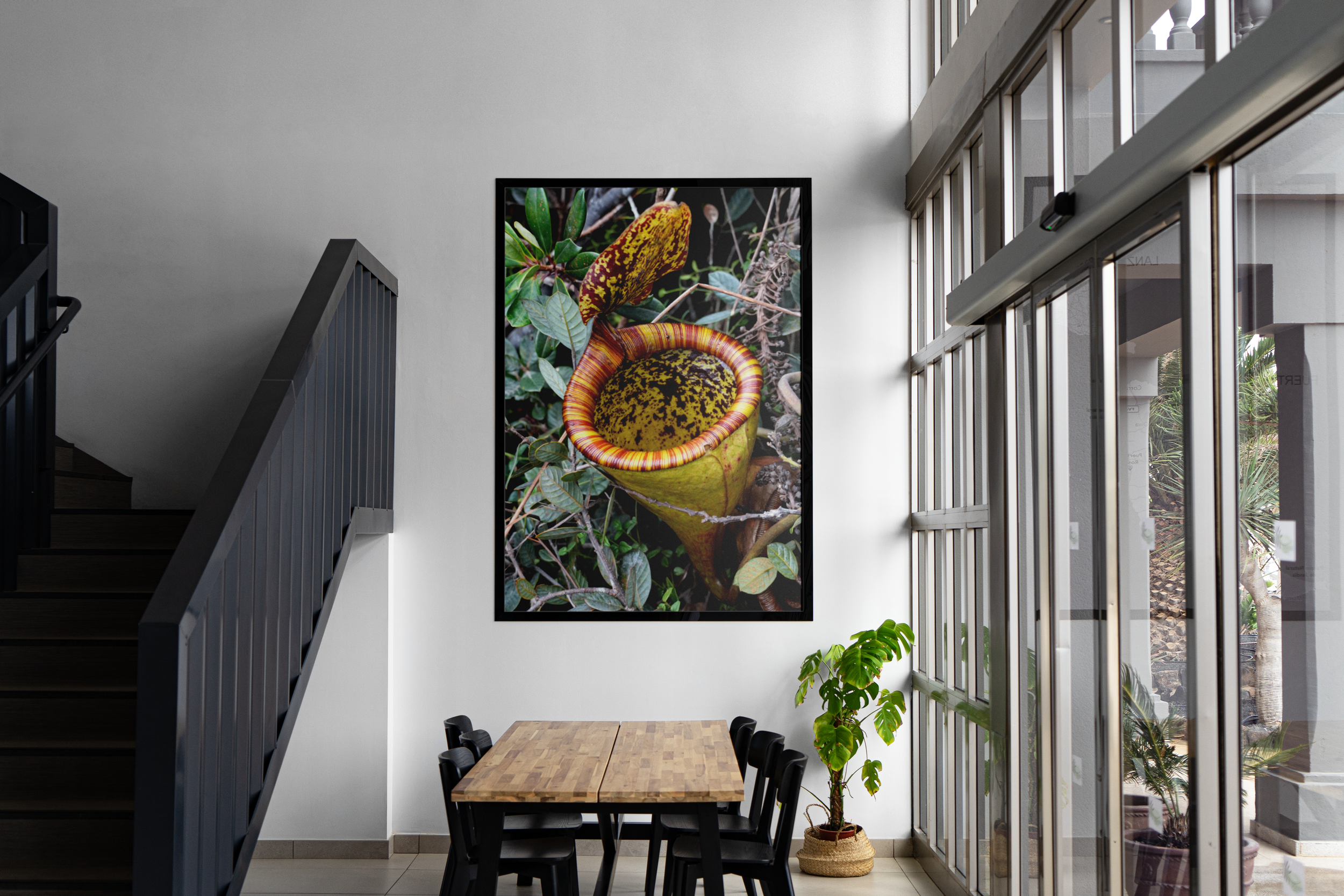 Nepenthes attenboroughii - Focus Mockup.png
