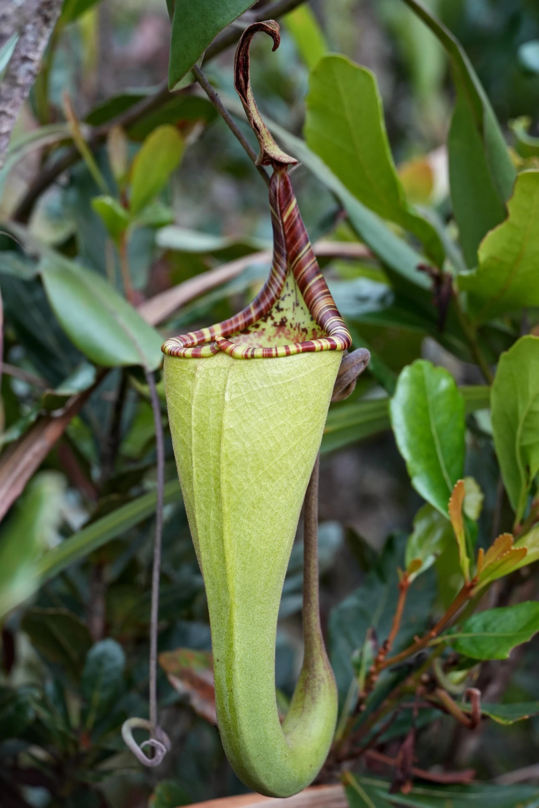 Nepenthes zakriana - Upper Pitcher