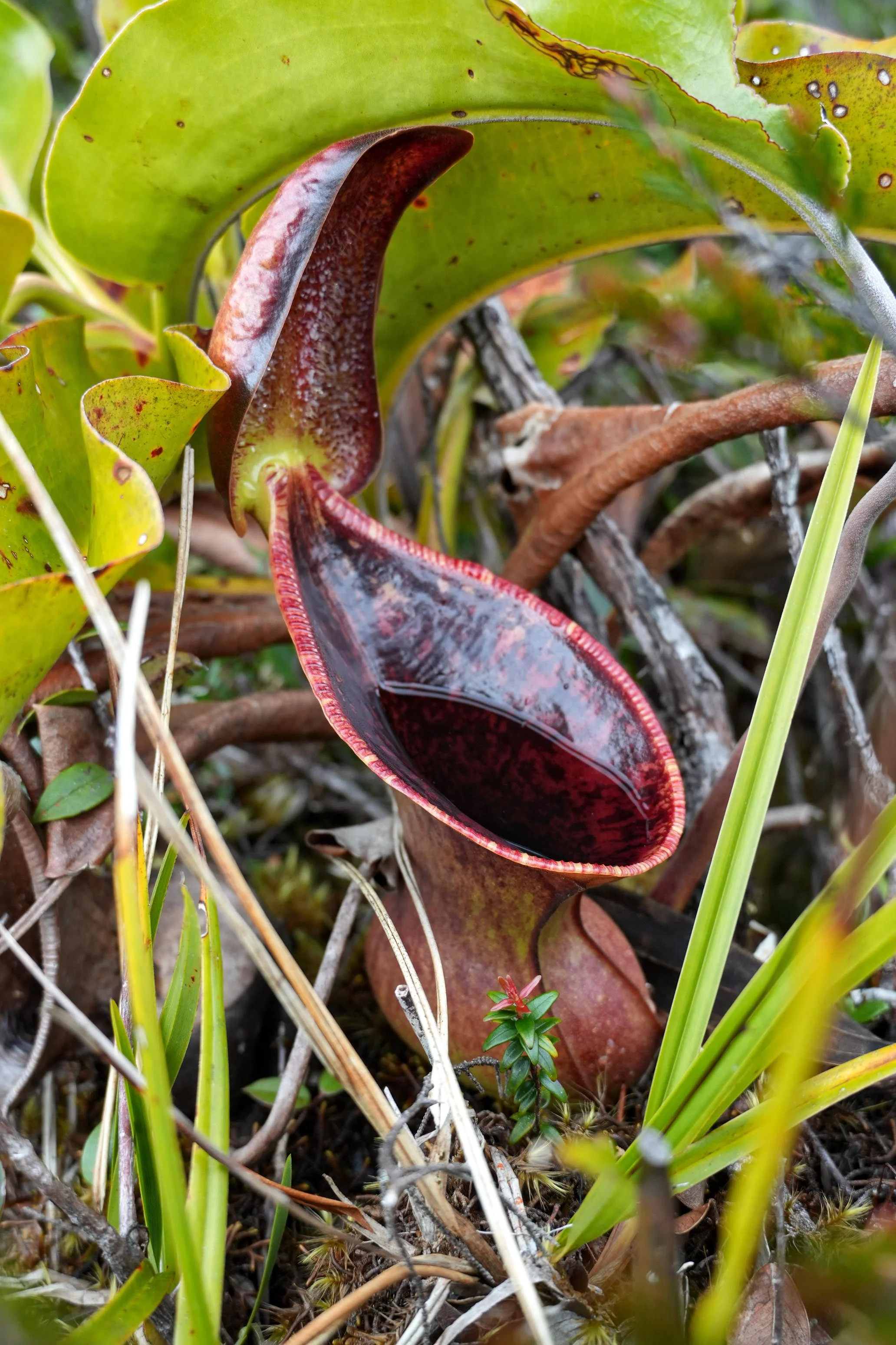 Nepentes lowii - Side Profile.jpg