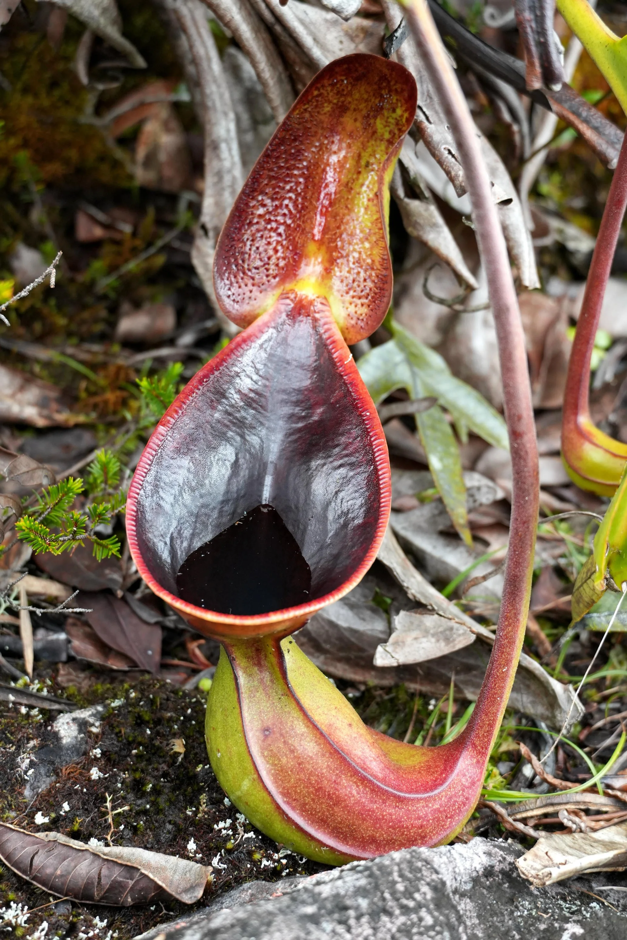 Nepenthes lowii - Front Profile