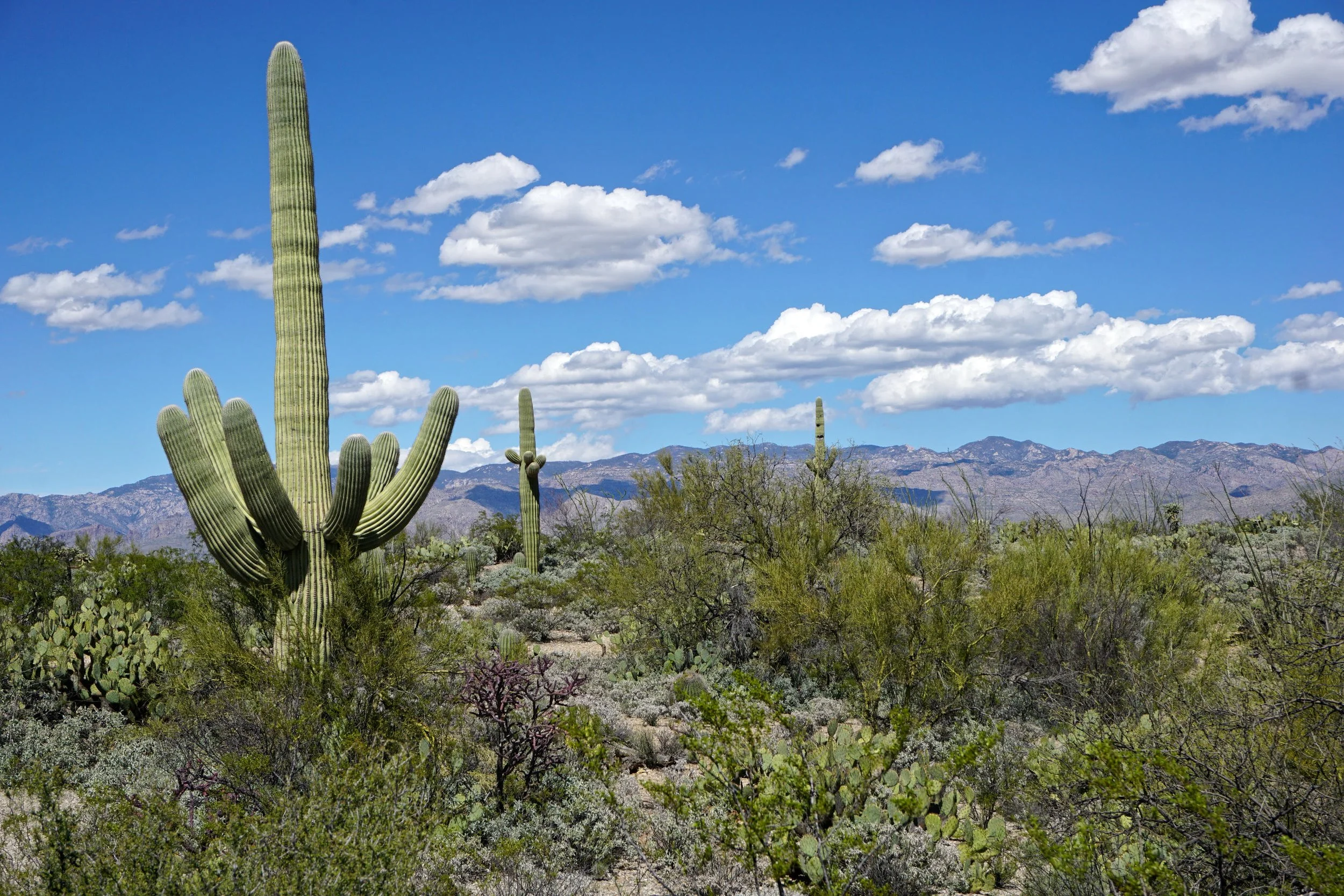Saguaro National Park