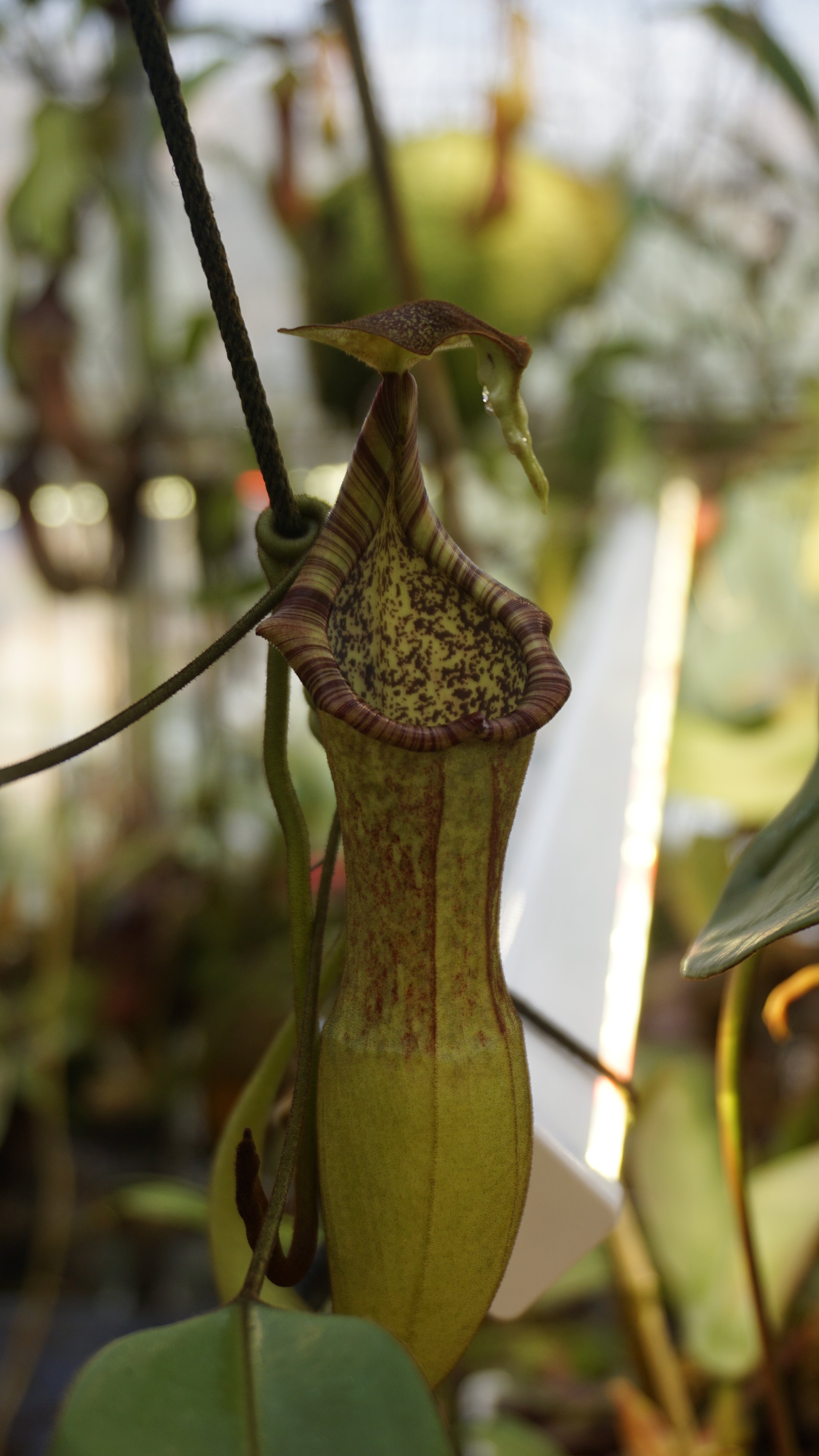 Nepenthes appendiculata