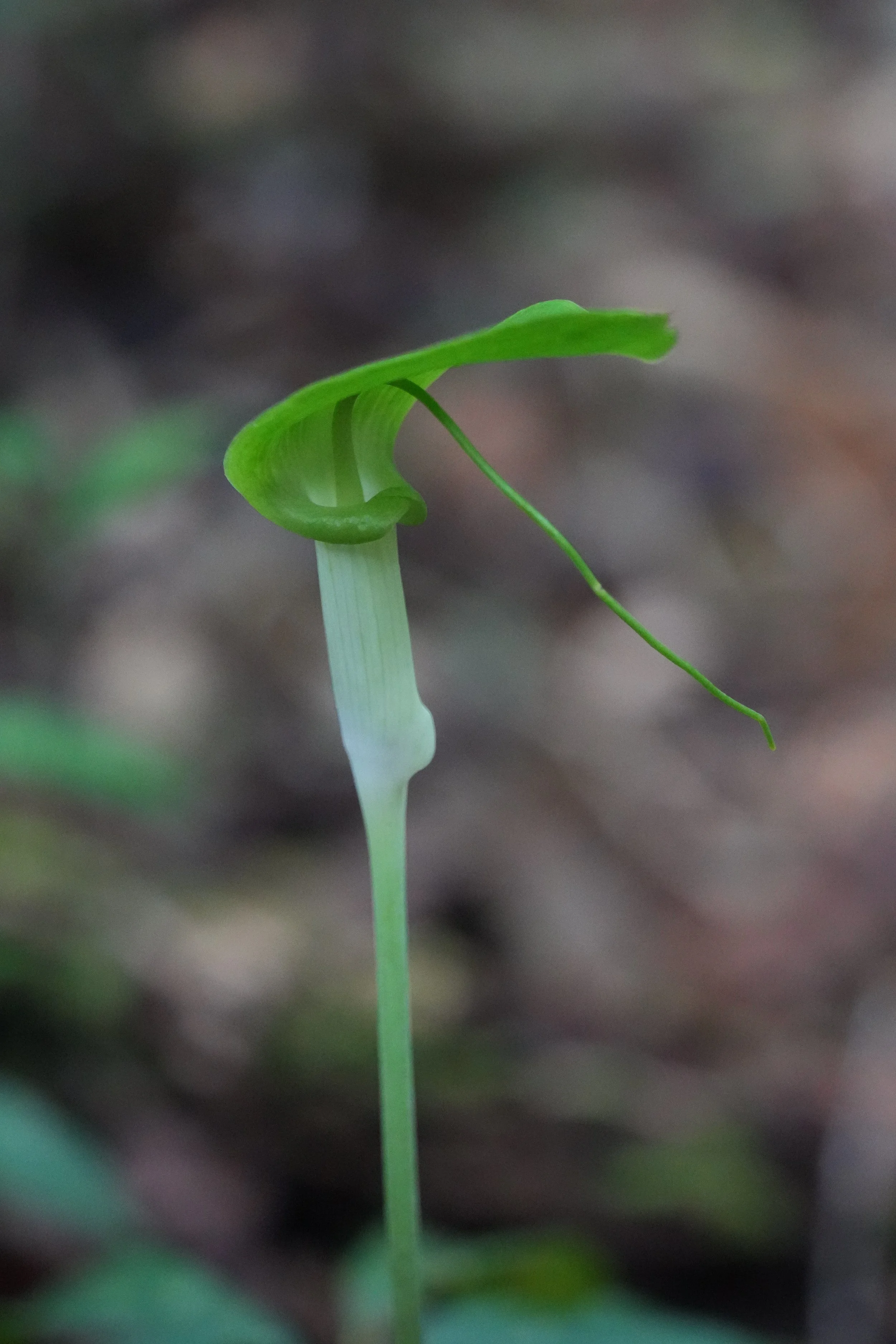 ACM04343.jpg