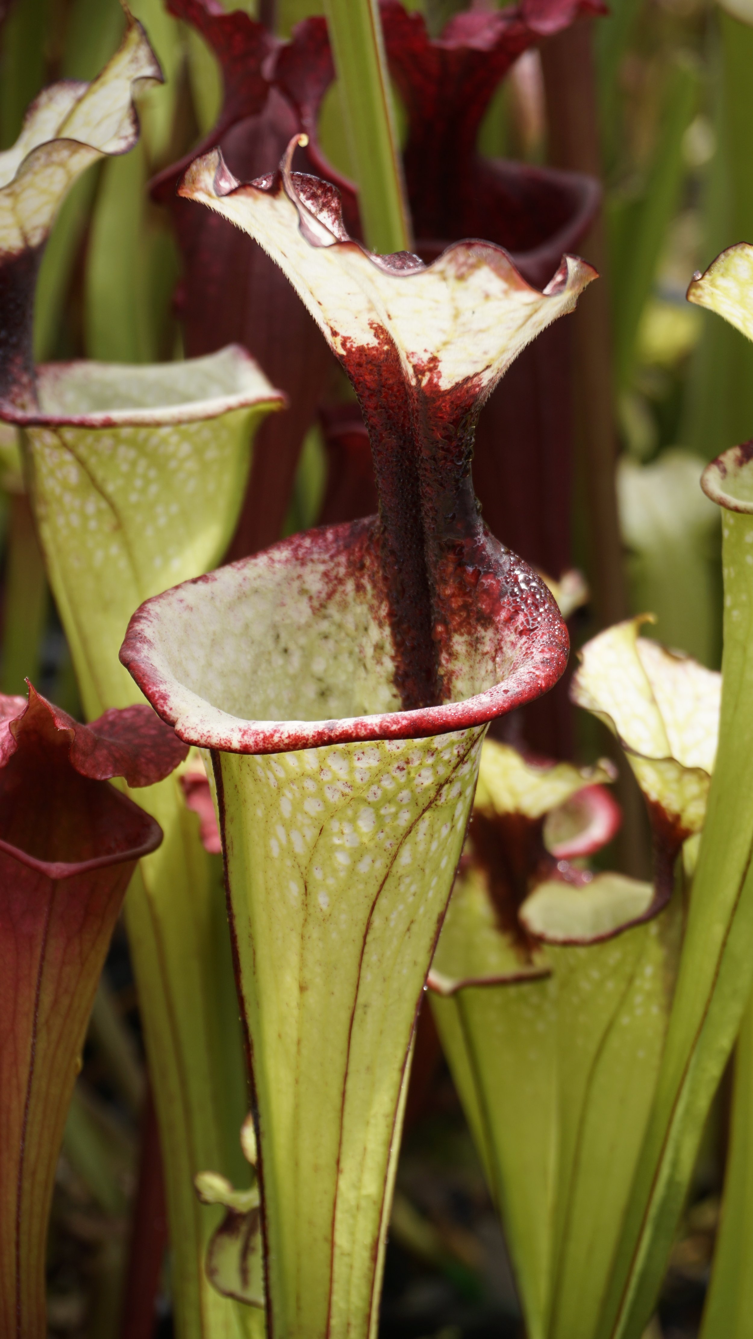 Sarracenia x mooei