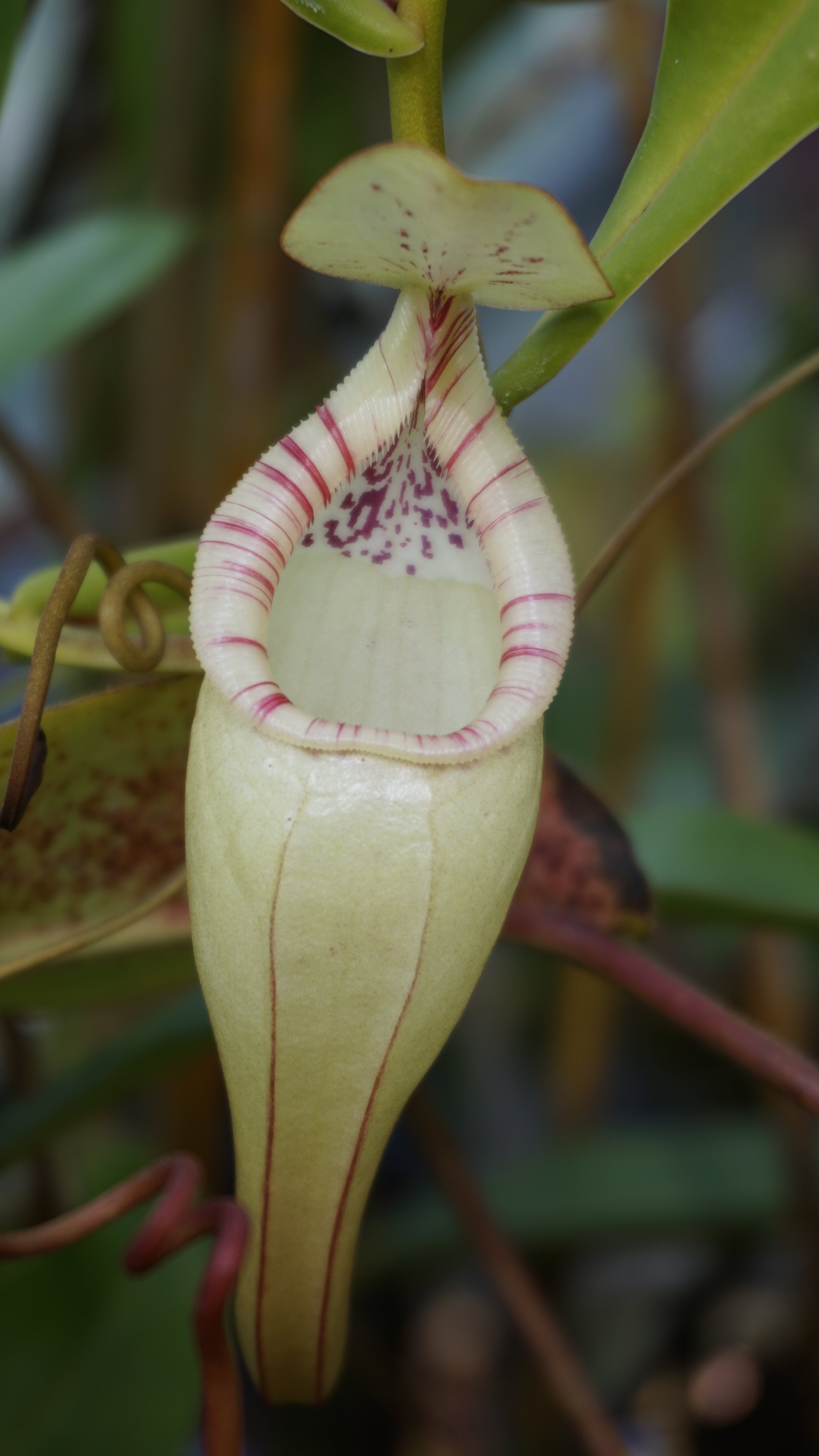 Nepenthes bonsgo