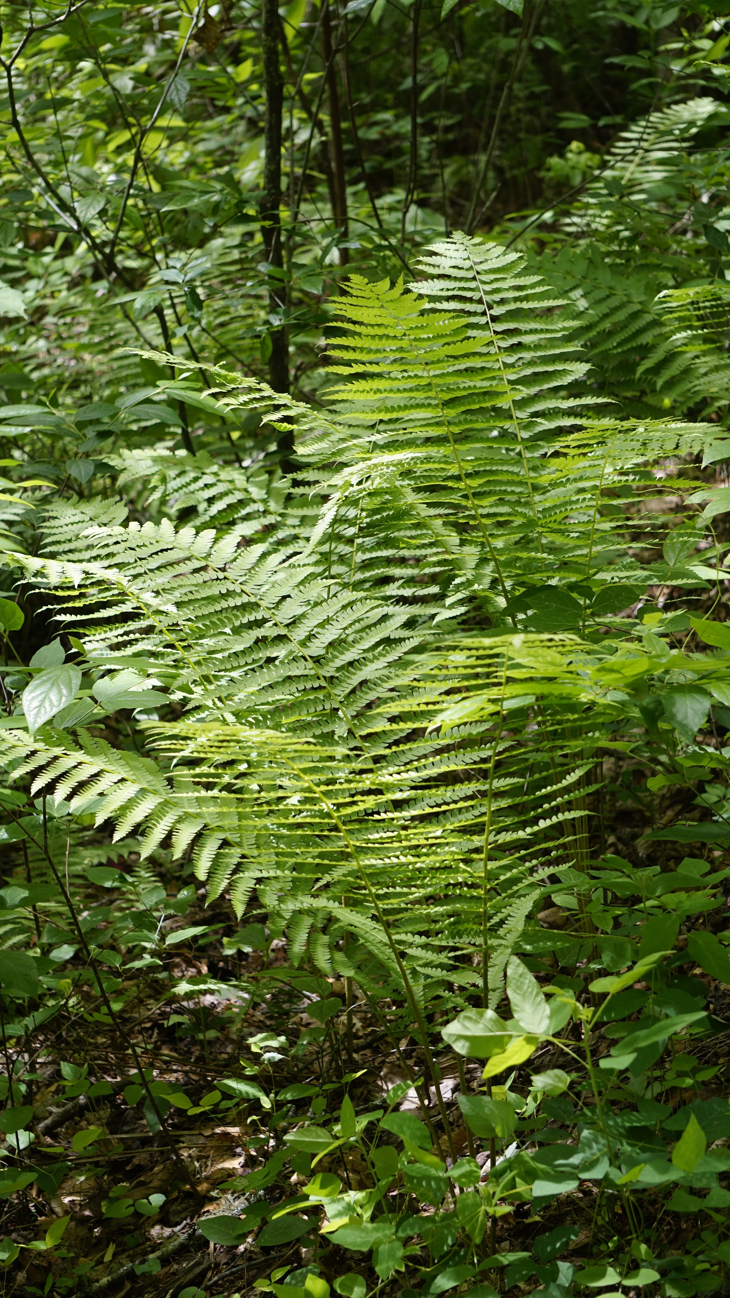 _DSC6315.JPG