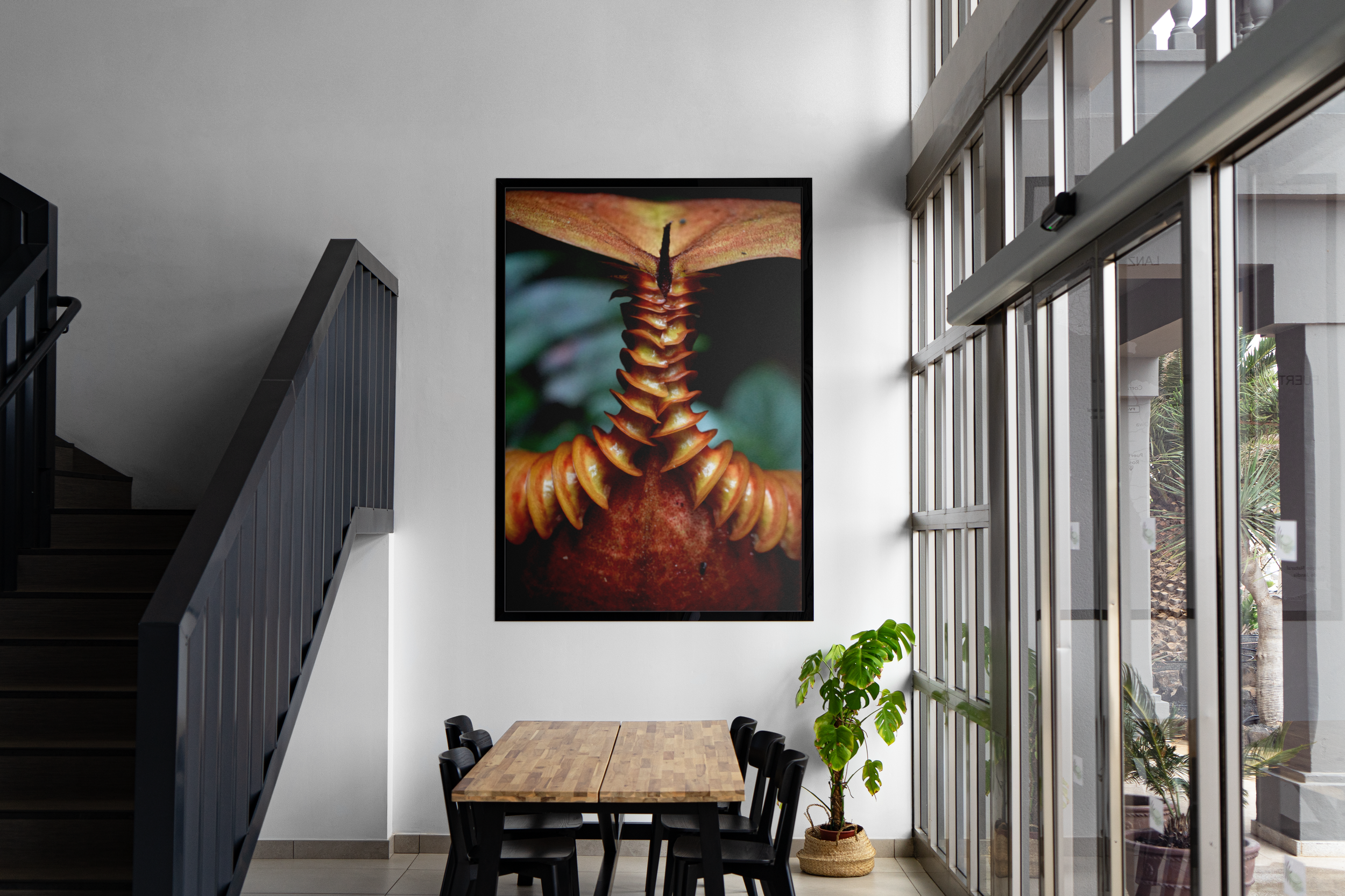Nepenthes villosa - Rear Peristome Mockup.png