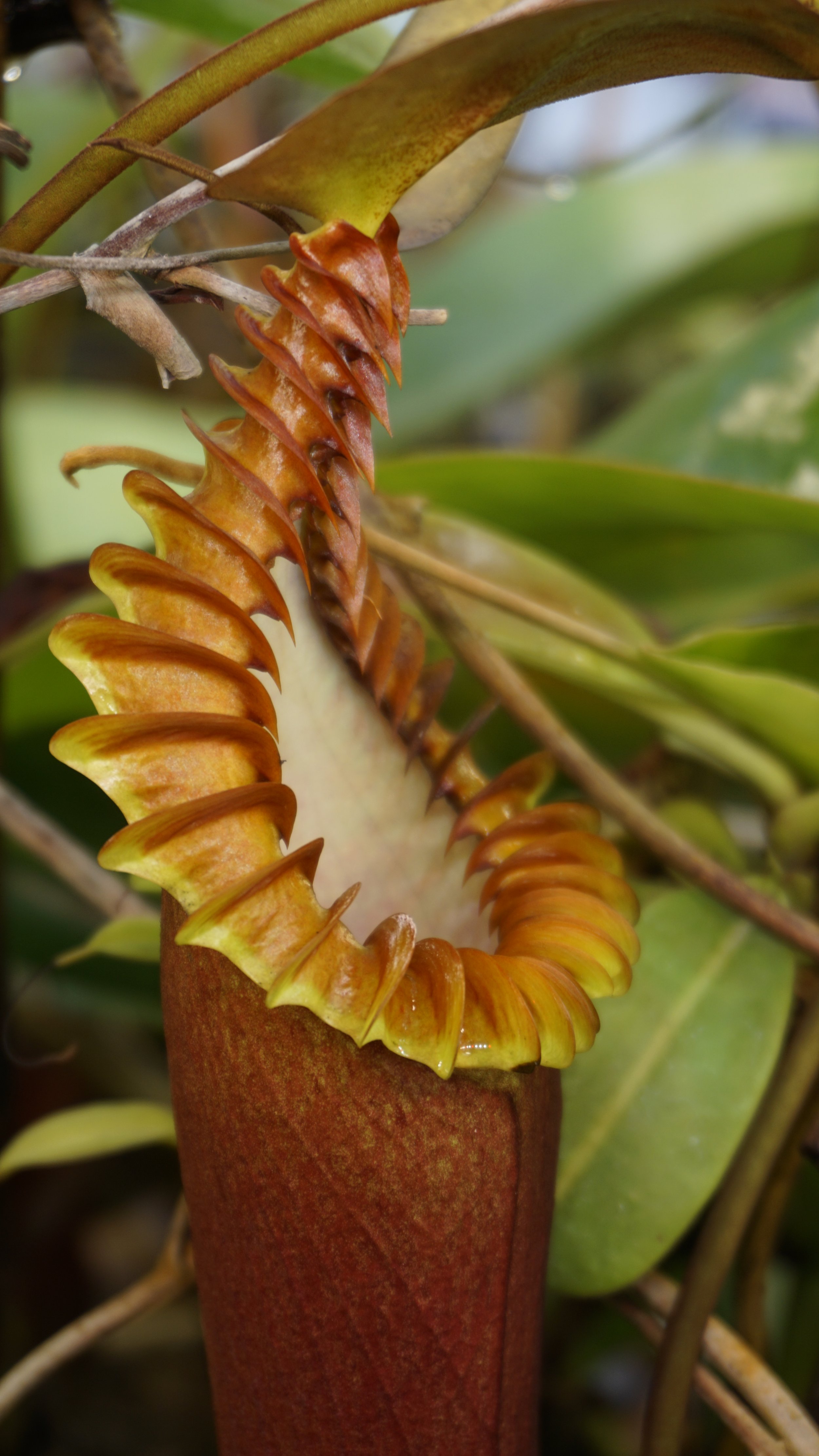 Nepenthes edwardsiana
