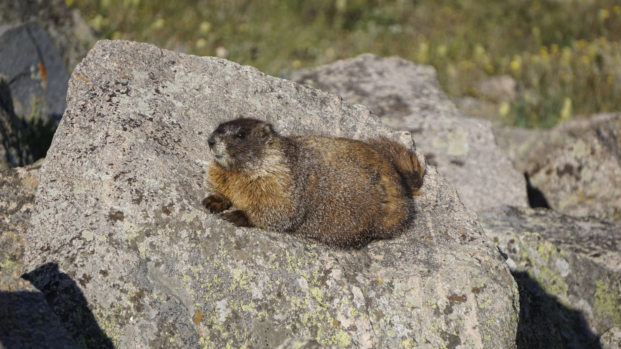 _DSC7353.JPG